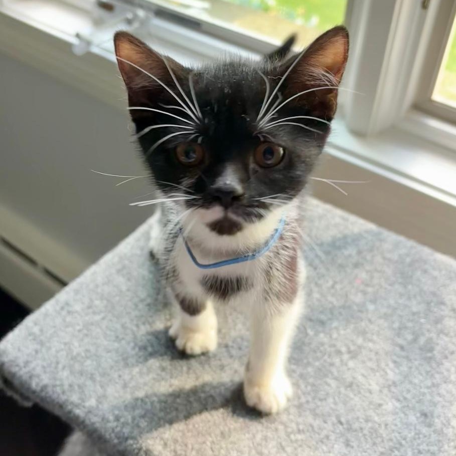 Muldoon, Baby Male Tabby