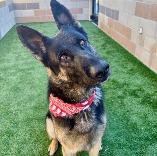 Enlarge BROWNIE, a Adoptable German Shepherd Dog in San Luis Obispo, CA image 1/1