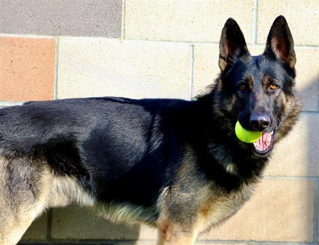 BROWNIE, Adoptable, Young Male German Shepherd Dog.