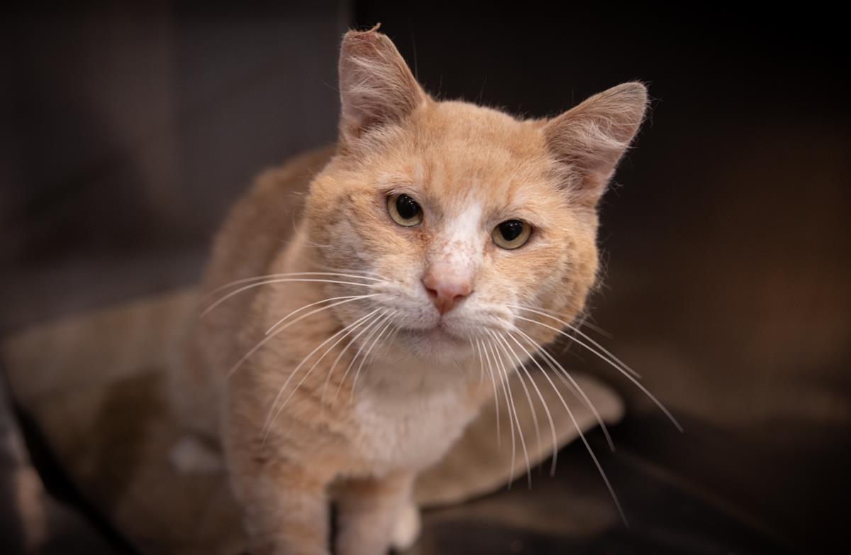 Enlarge O/C, a Adoptable mixed breed in Lincoln, CA image 2/6