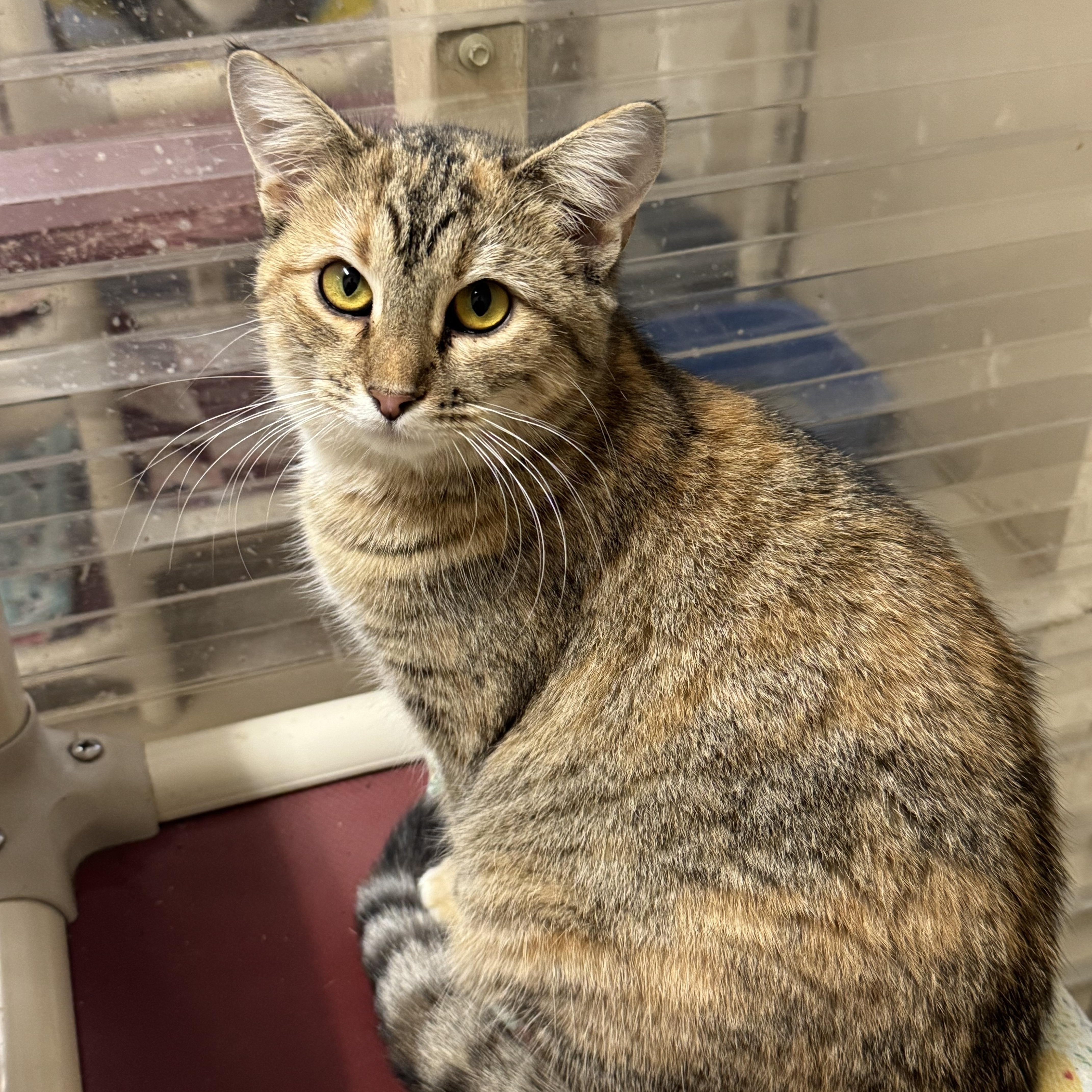 Taffy, a Adoptable mixed breed in Logan, OH image 1/2