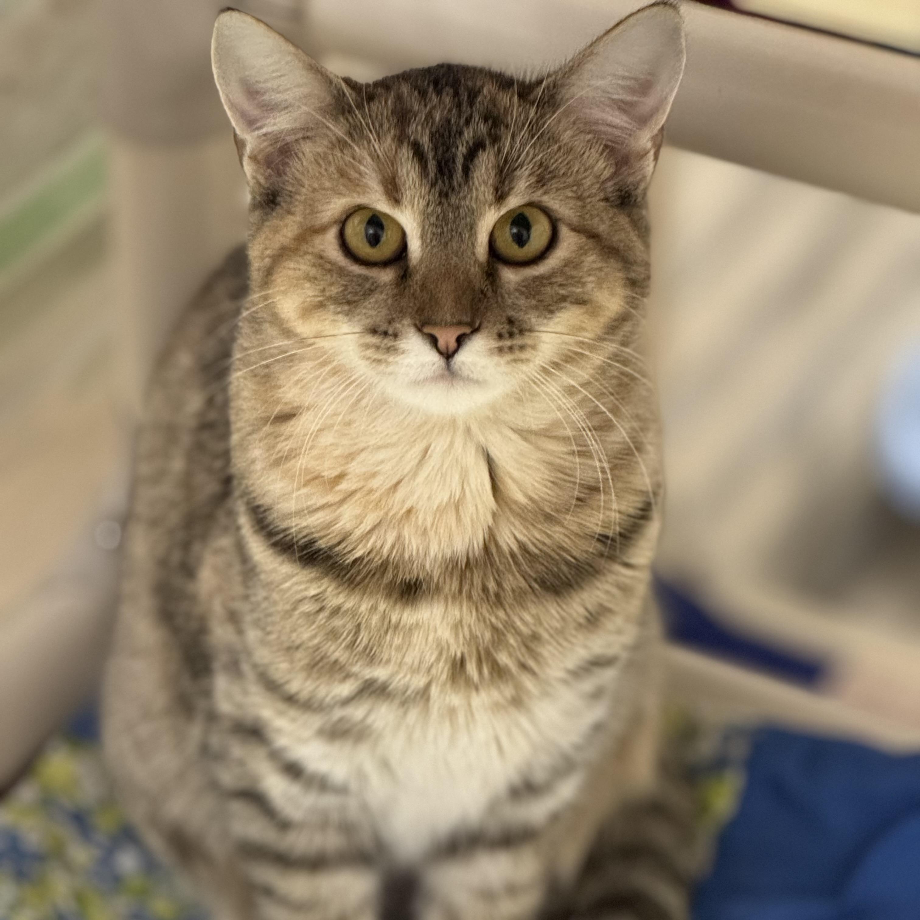 Taffy, a Adoptable mixed breed in Logan, OH image 2/2