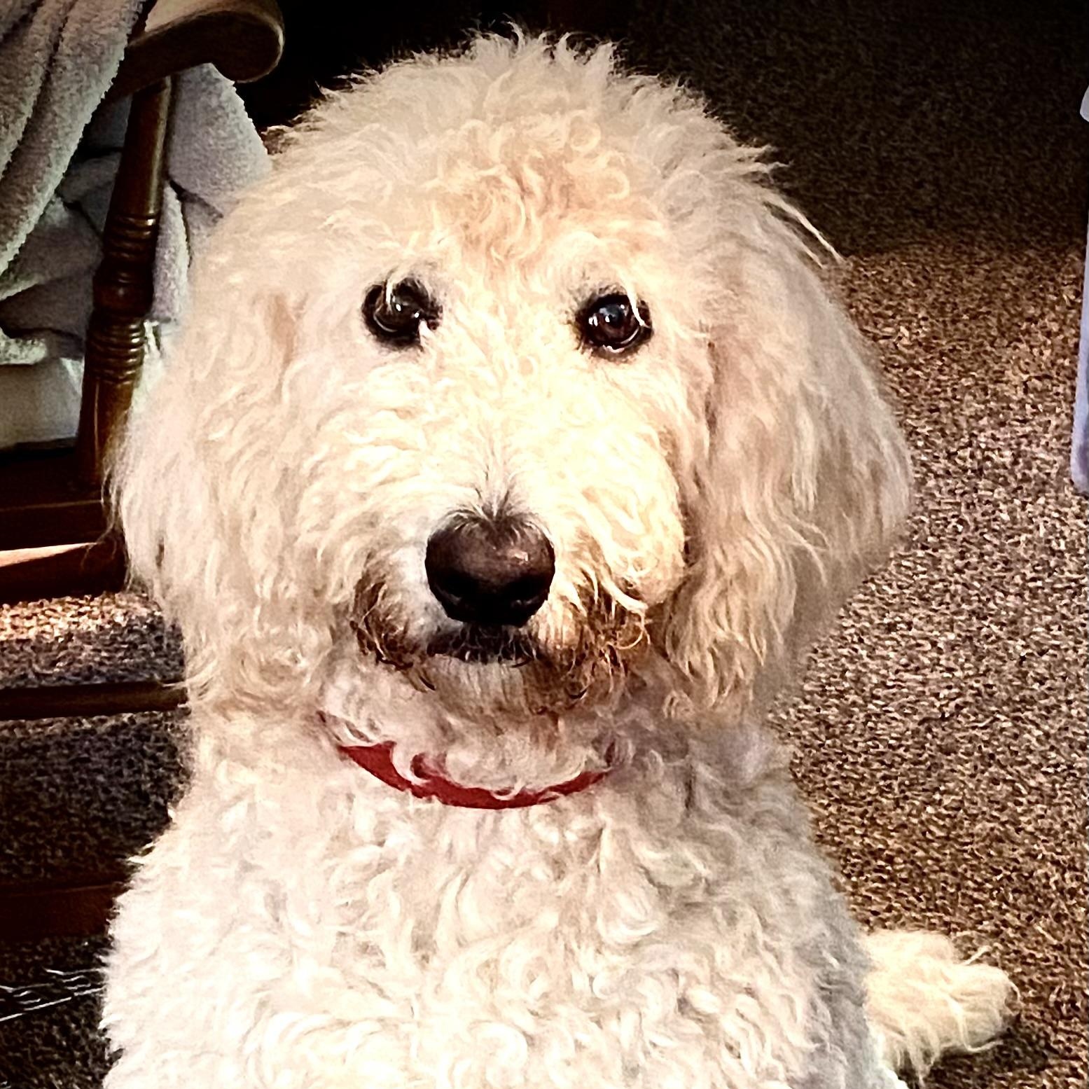 India, ADOPTABLE, Adult Female Goldendoodle.