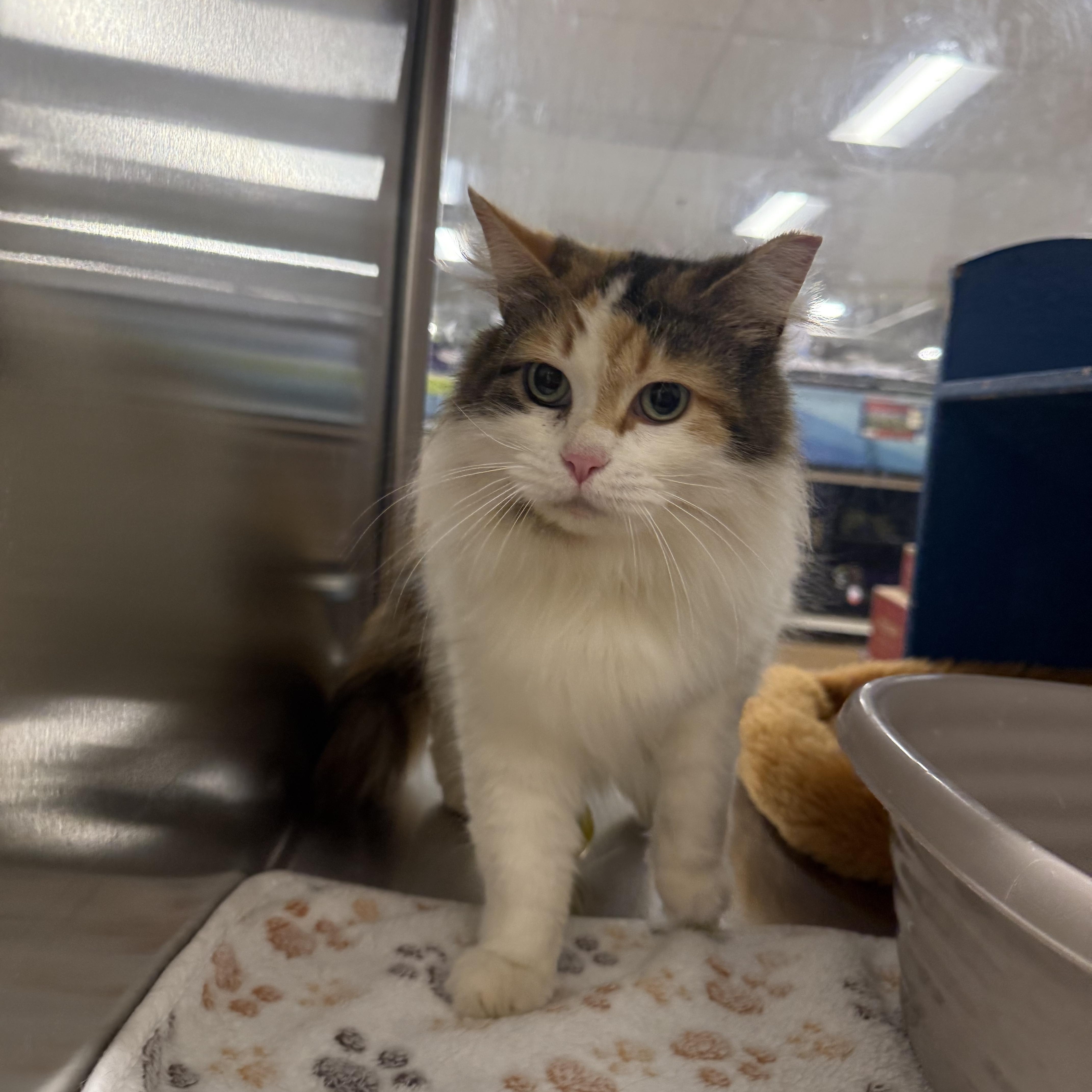 Diane , adopted, Adult Female Domestic Long Hair.