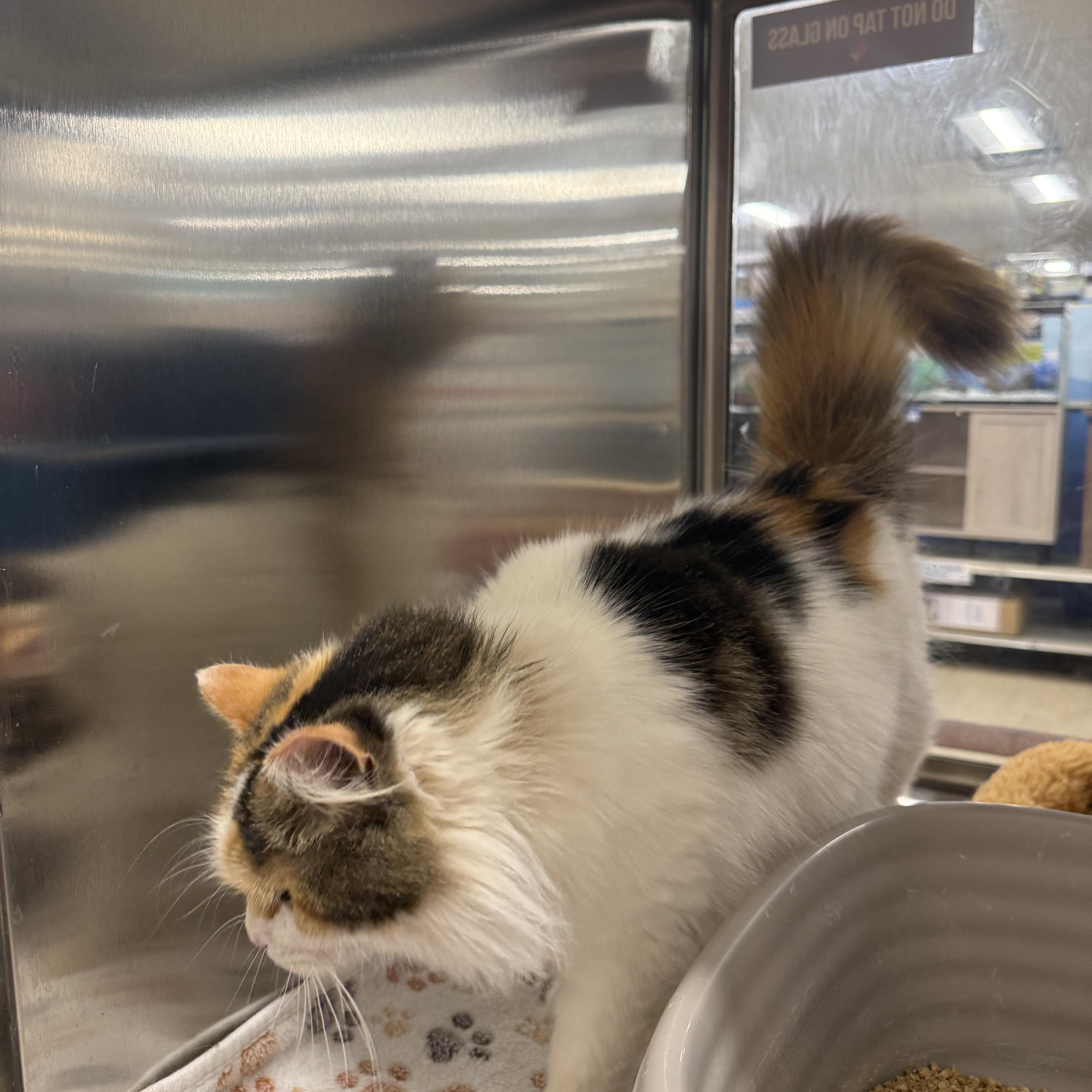 Enlarge Diane , an adopted Domestic Long Hair in Fresno, CA image 3/5