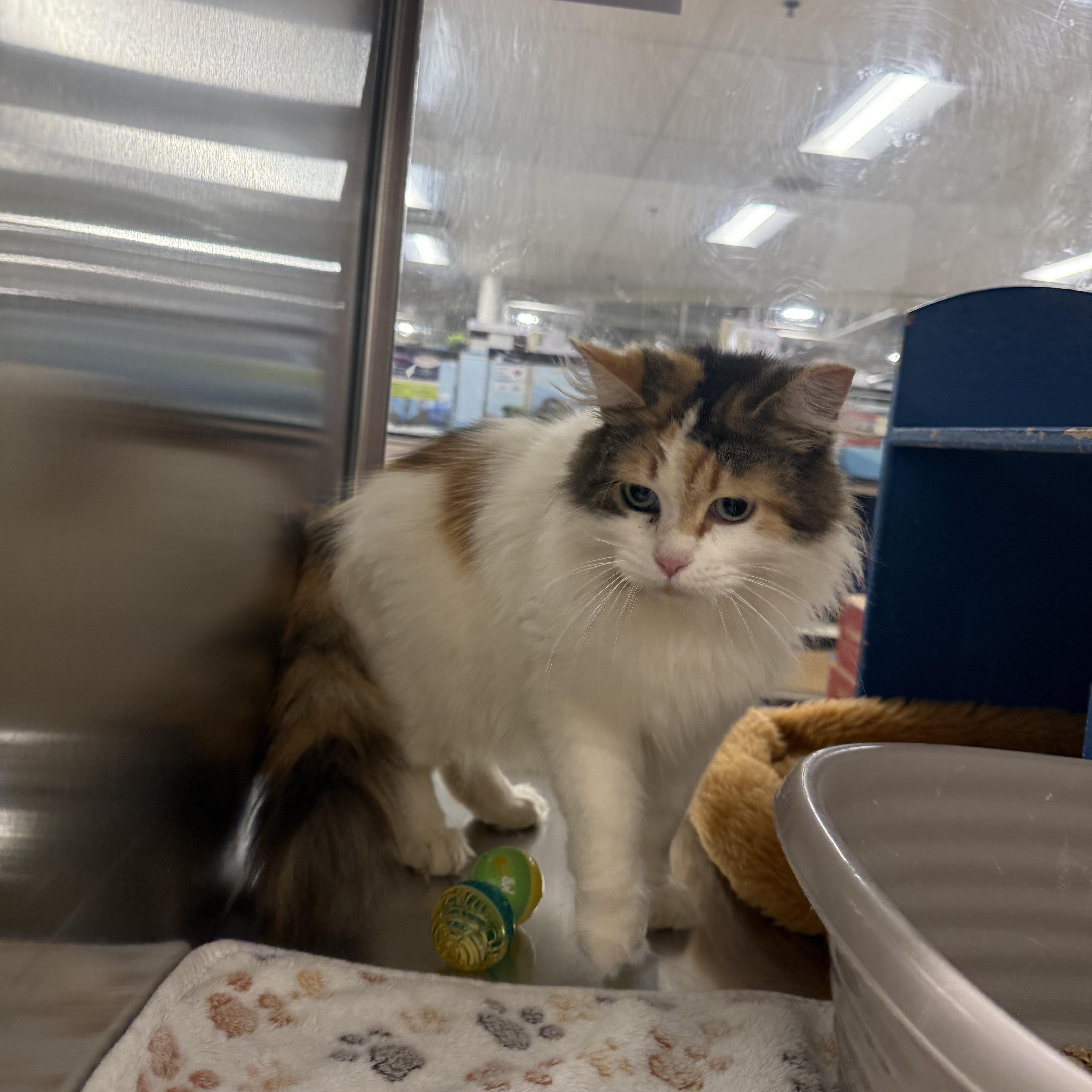 Enlarge Diane , an adopted Domestic Long Hair in Fresno, CA image 5/5