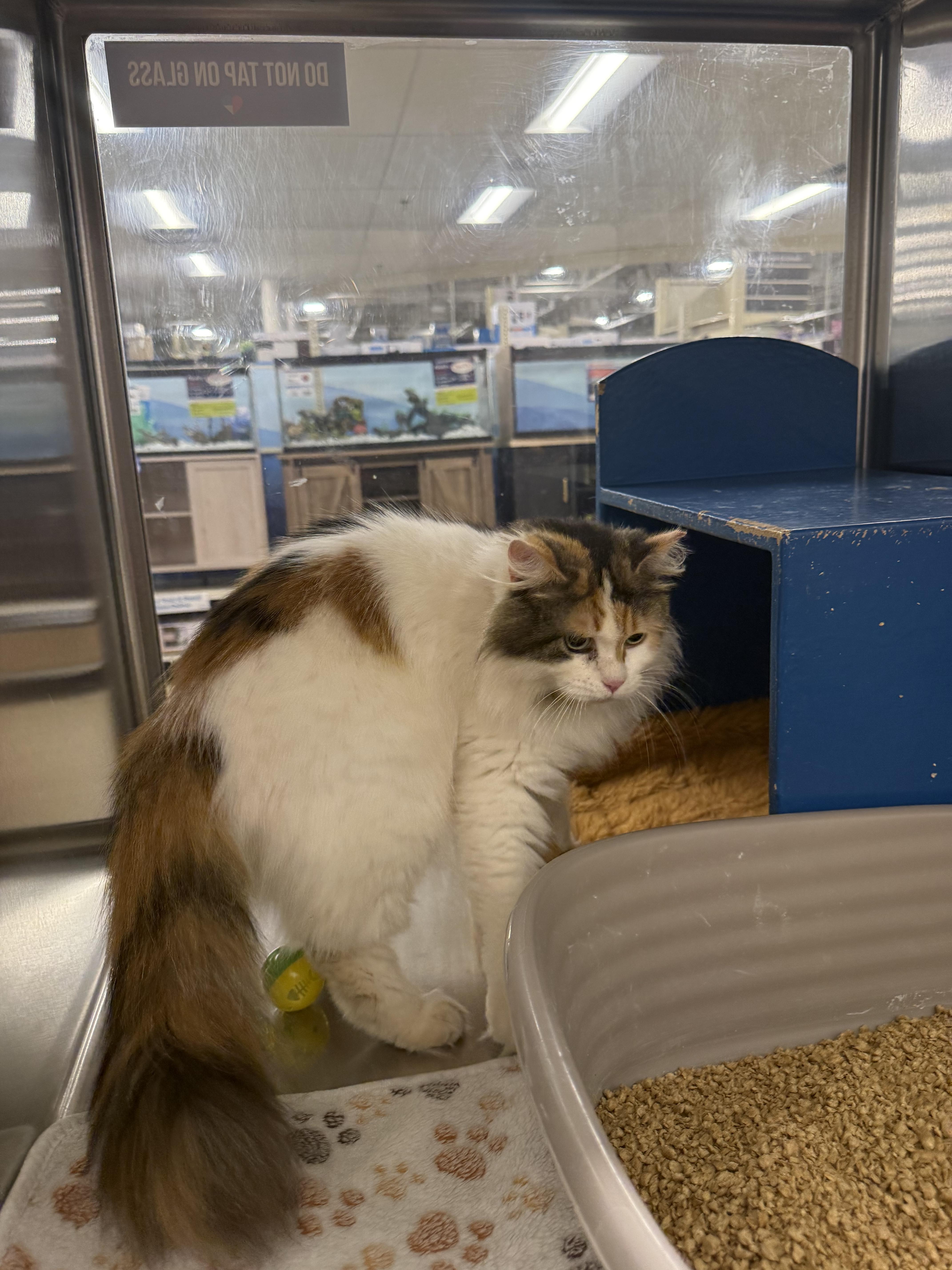 Enlarge Diane , an adopted Domestic Long Hair in Fresno, CA image 4/5