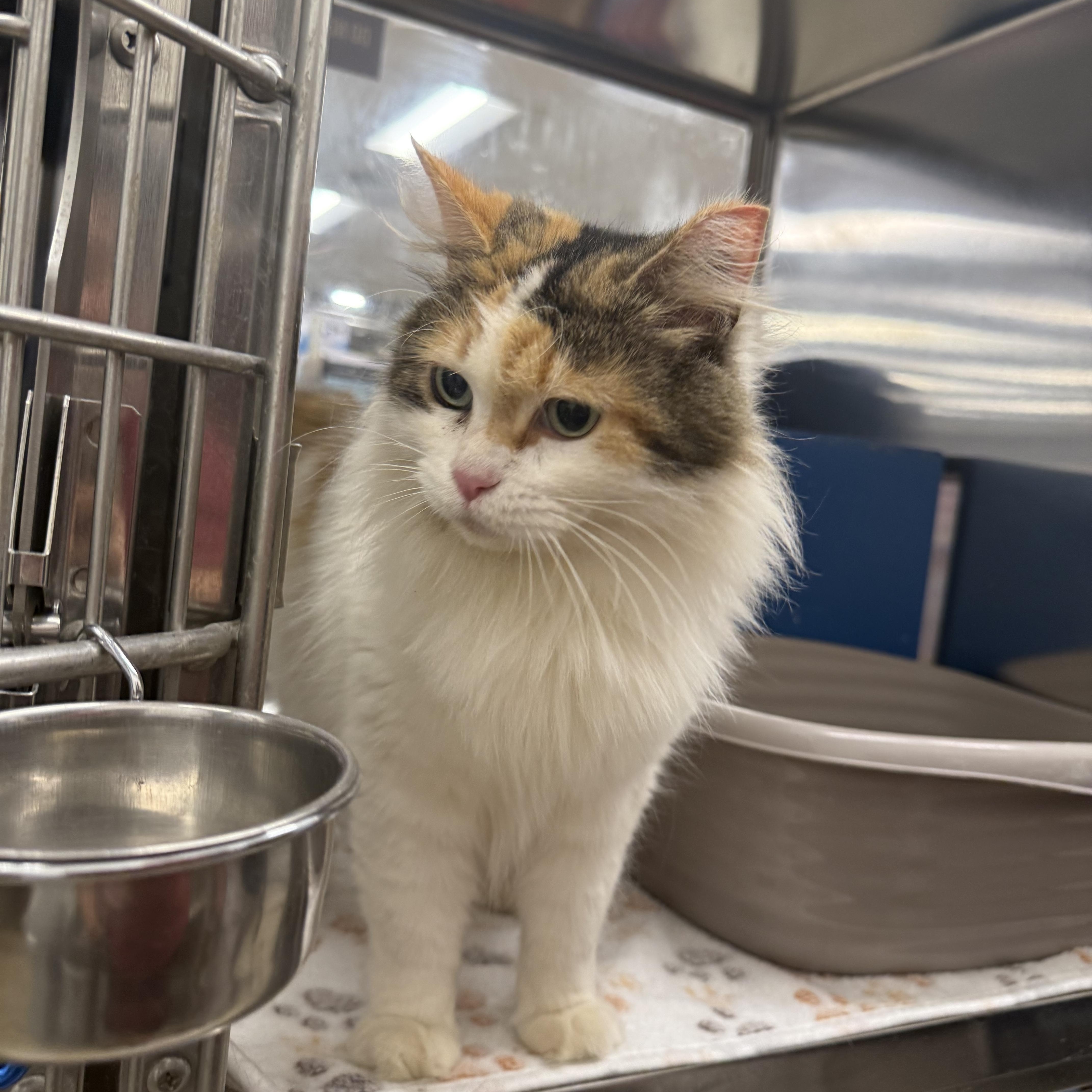 Enlarge Diane , an adopted Domestic Long Hair in Fresno, CA image 2/5