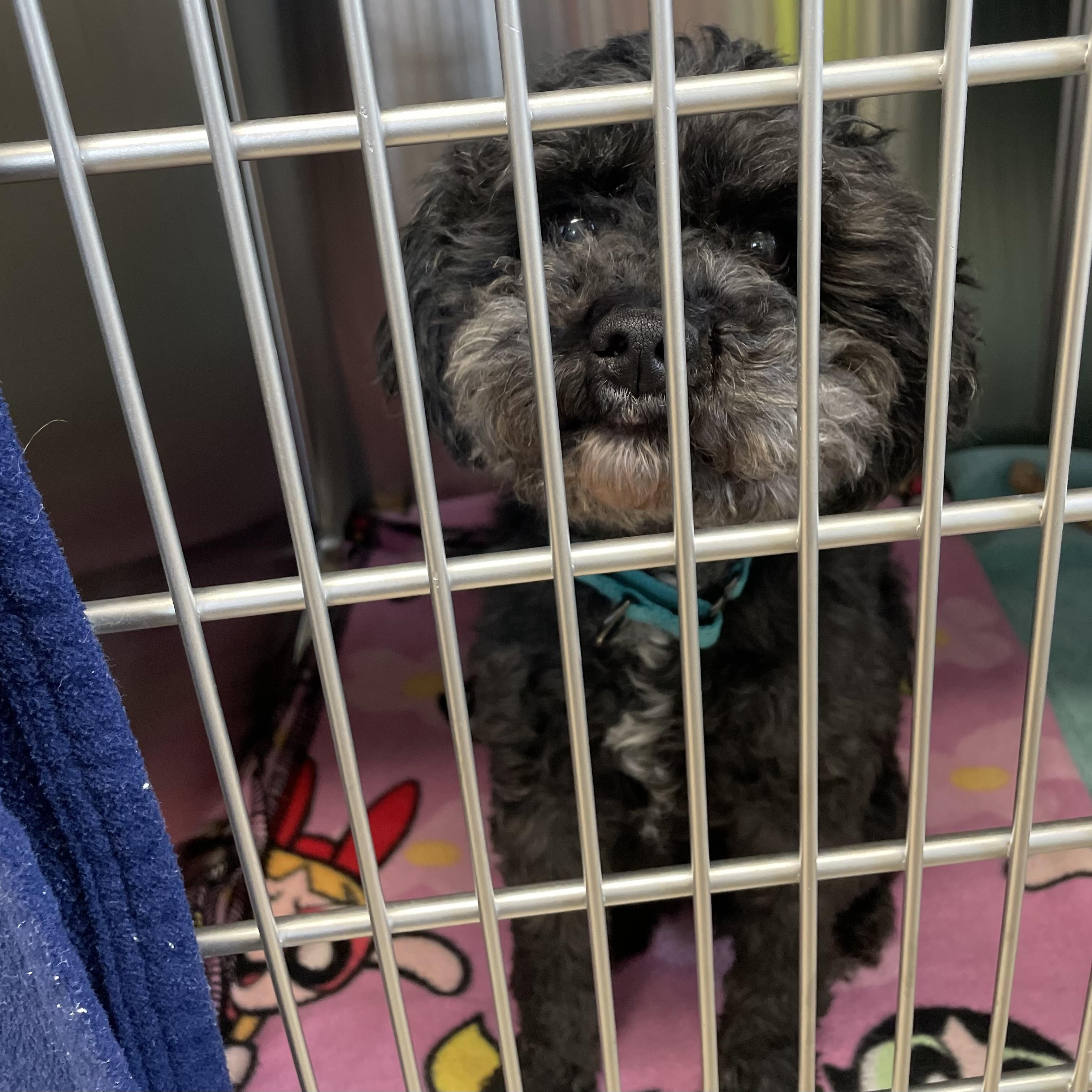 Enlarge Oreo, an adopted mixed breed in Oxford, MI image 3/4