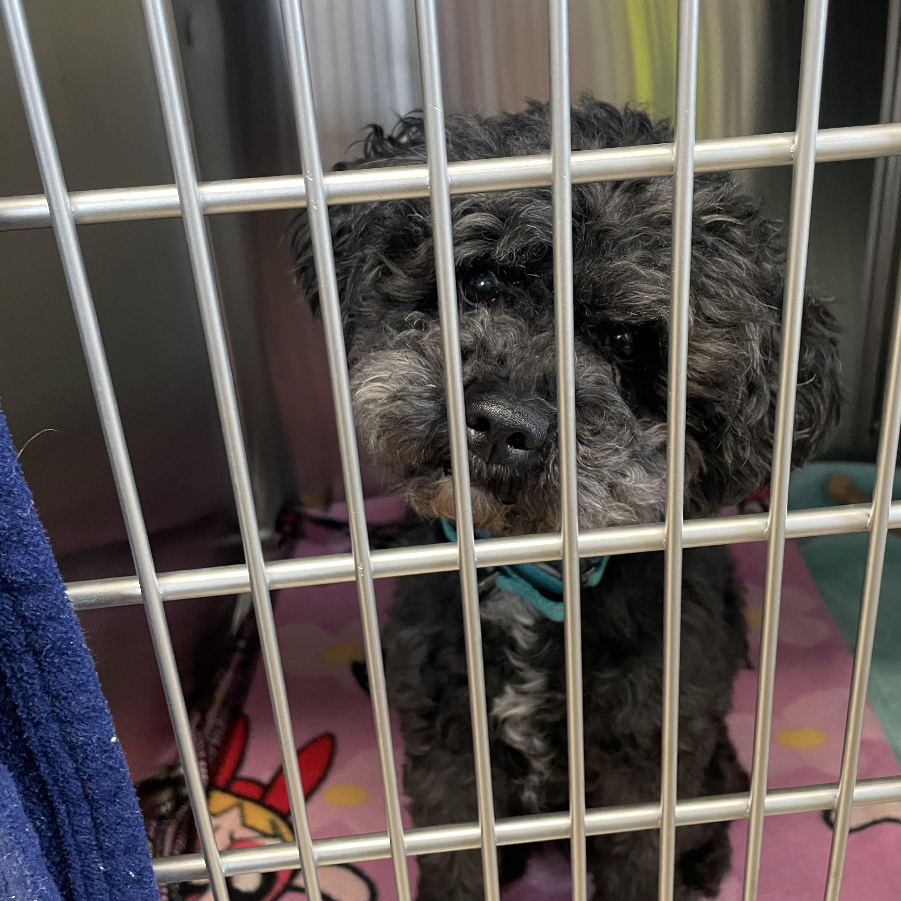 Oreo, adopted, Young Male Poodle & Mixed Breed.