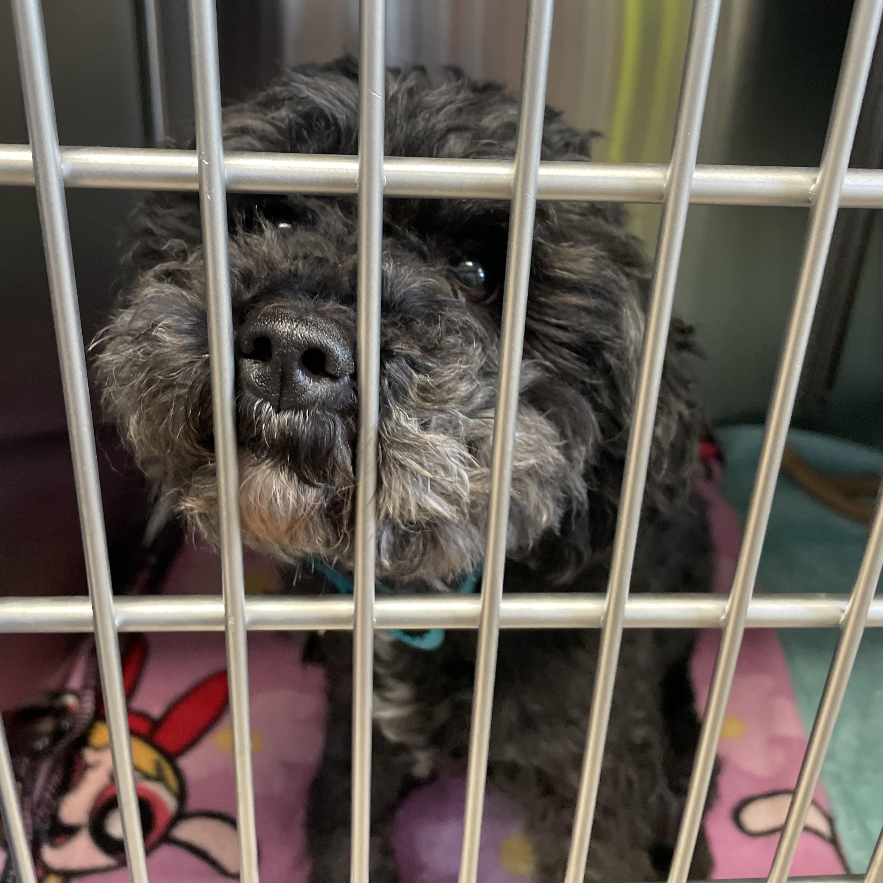 Enlarge Oreo, an adopted mixed breed in Oxford, MI image 2/4