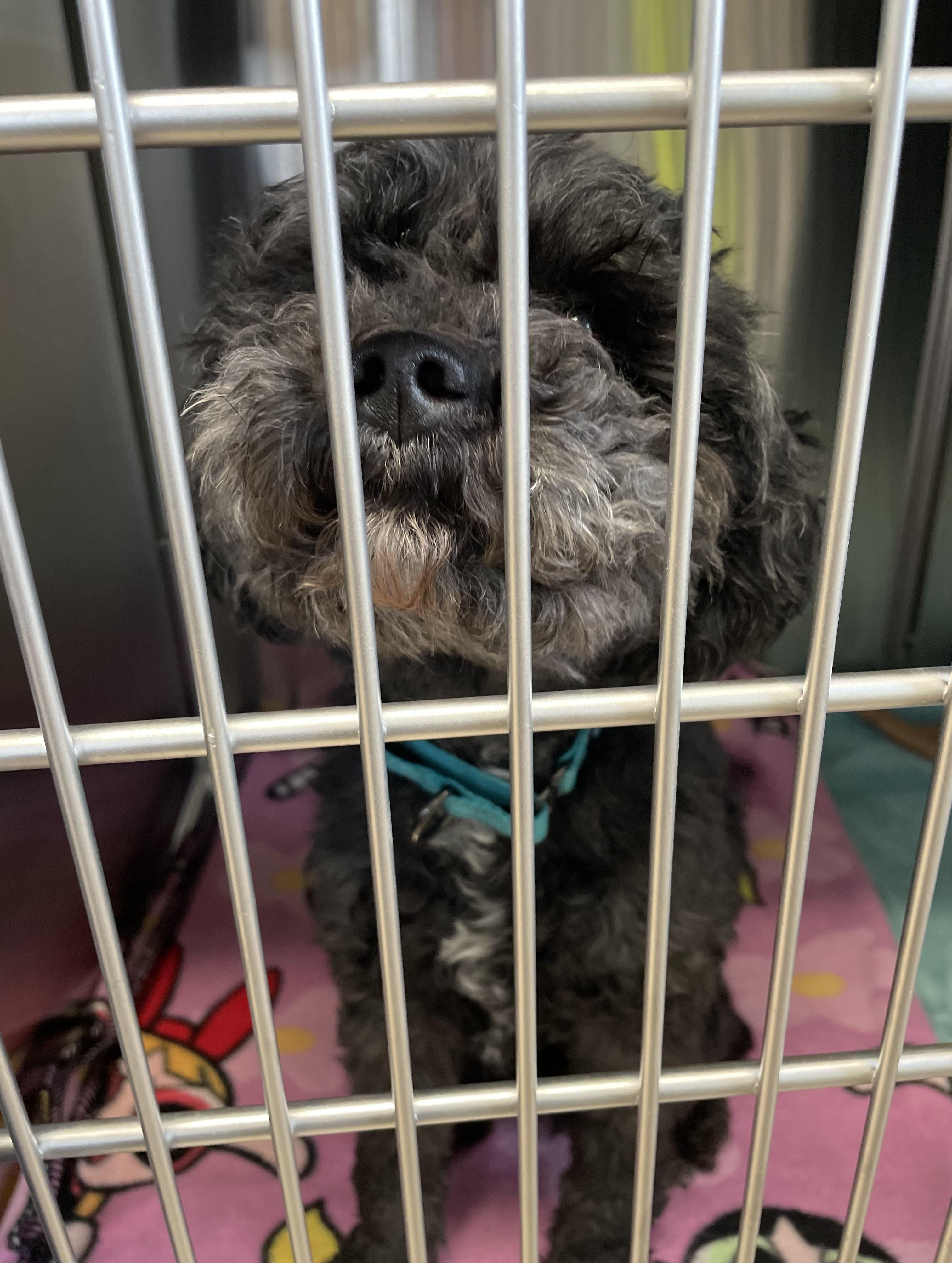 Enlarge Oreo, an adopted mixed breed in Oxford, MI image 4/4