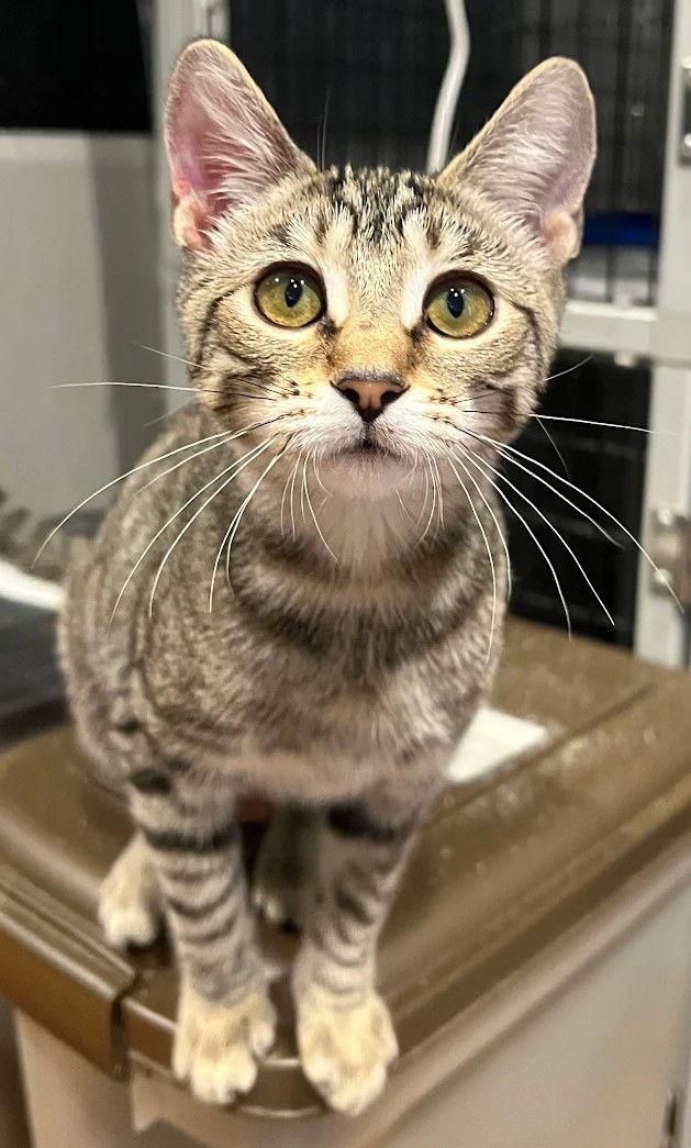 Enlarge Gabby 9.1.25, a Adoptable Domestic Short Hair in Apopka, FL image 1/2