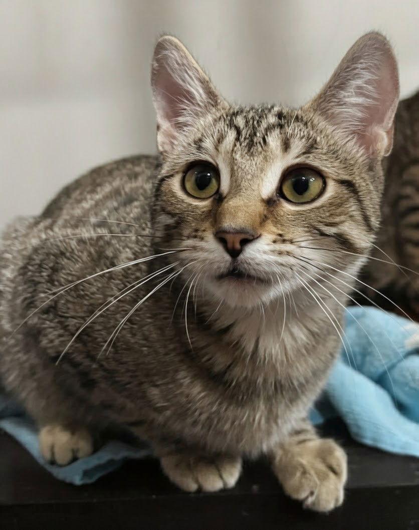 Enlarge Gabby 9.1.25, a Adoptable Domestic Short Hair in Apopka, FL image 2/2