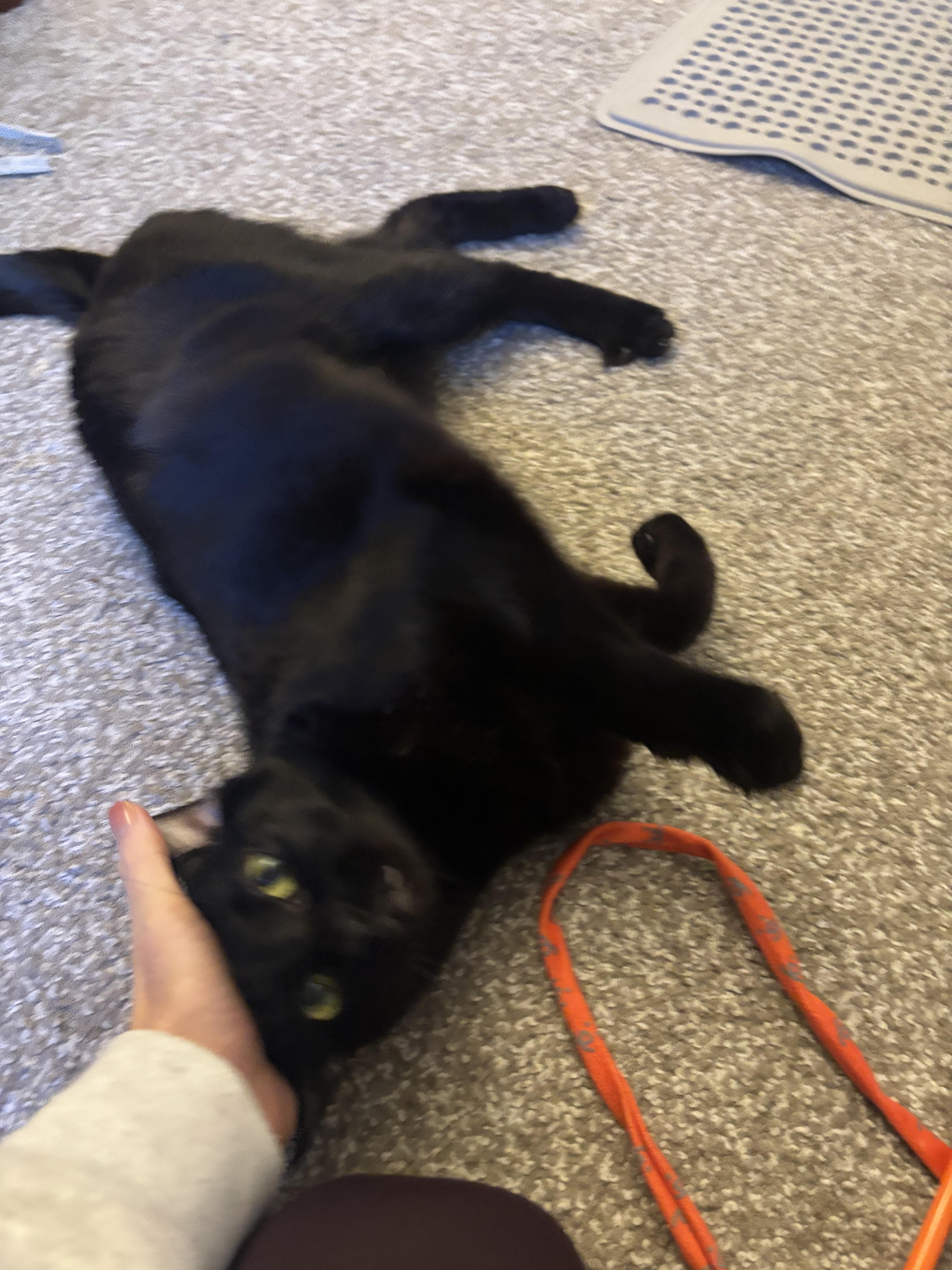 Enlarge Stella!, an adopted Domestic Short Hair in Gig Harbor, WA image 4/6