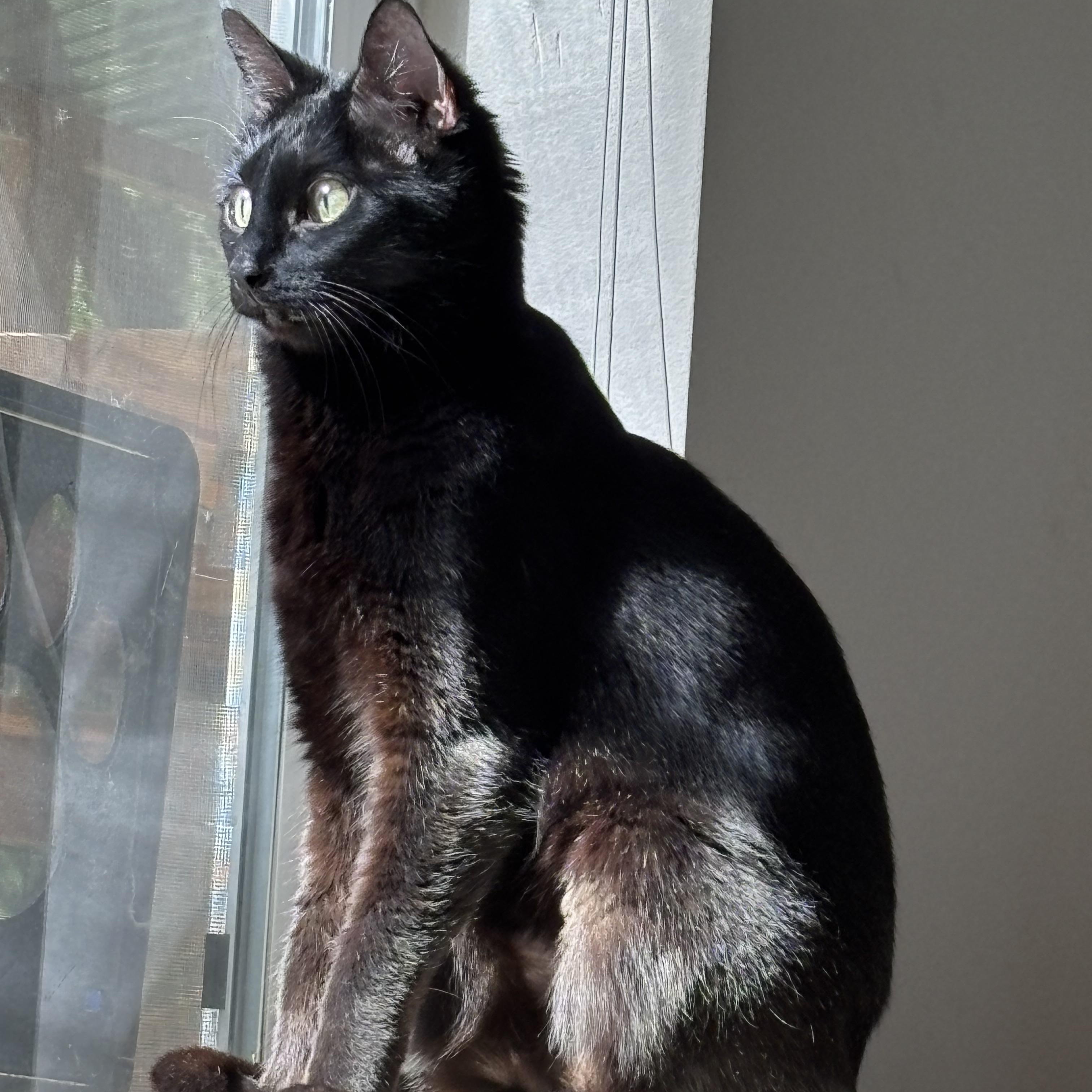 Enlarge Stella!, an adopted Domestic Short Hair in Gig Harbor, WA image 1/6