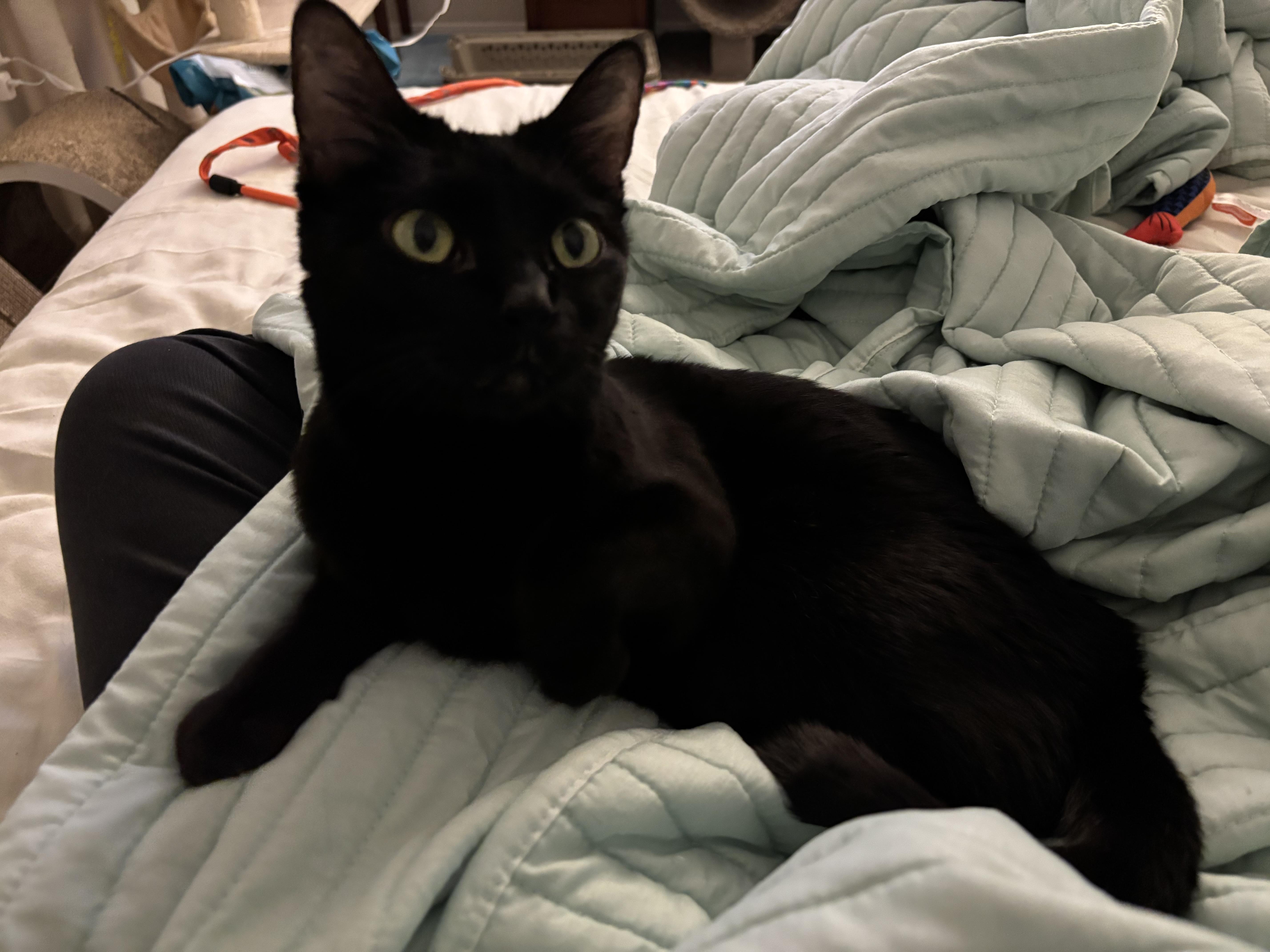 Enlarge Stella!, an adopted Domestic Short Hair in Gig Harbor, WA image 2/6