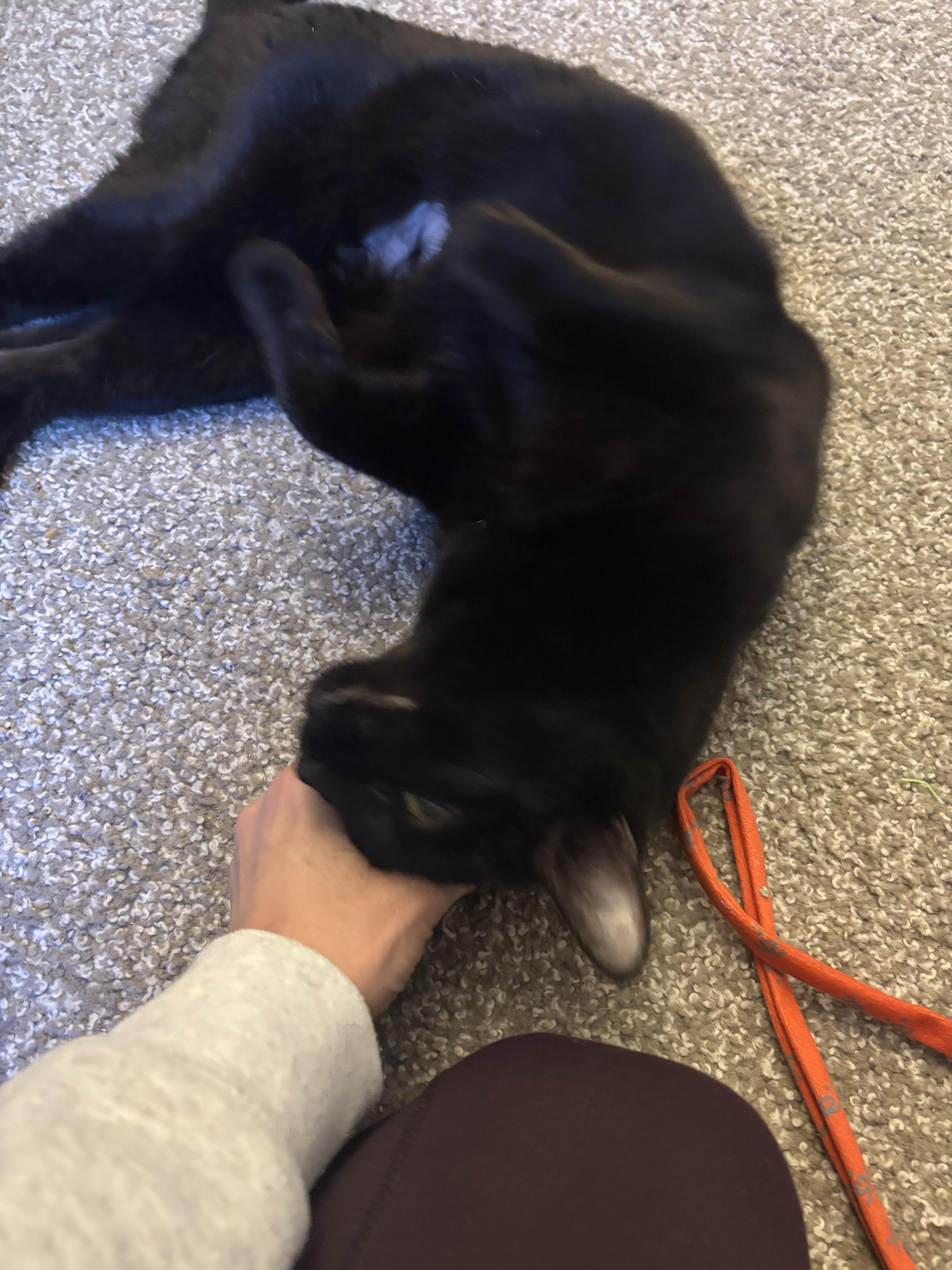 Enlarge Stella!, an adopted Domestic Short Hair in Gig Harbor, WA image 3/6