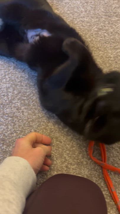 Enlarge Stella!, an adopted Domestic Short Hair in Gig Harbor, WA video 6/6