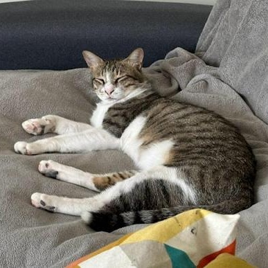 Wheatus, ADOPTABLE, Young Male Domestic Short Hair.