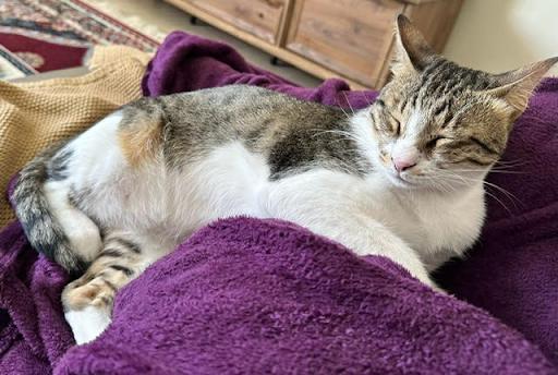 Wheatus, a ADOPTABLE Domestic Short Hair in Waltham, MA image 2/2