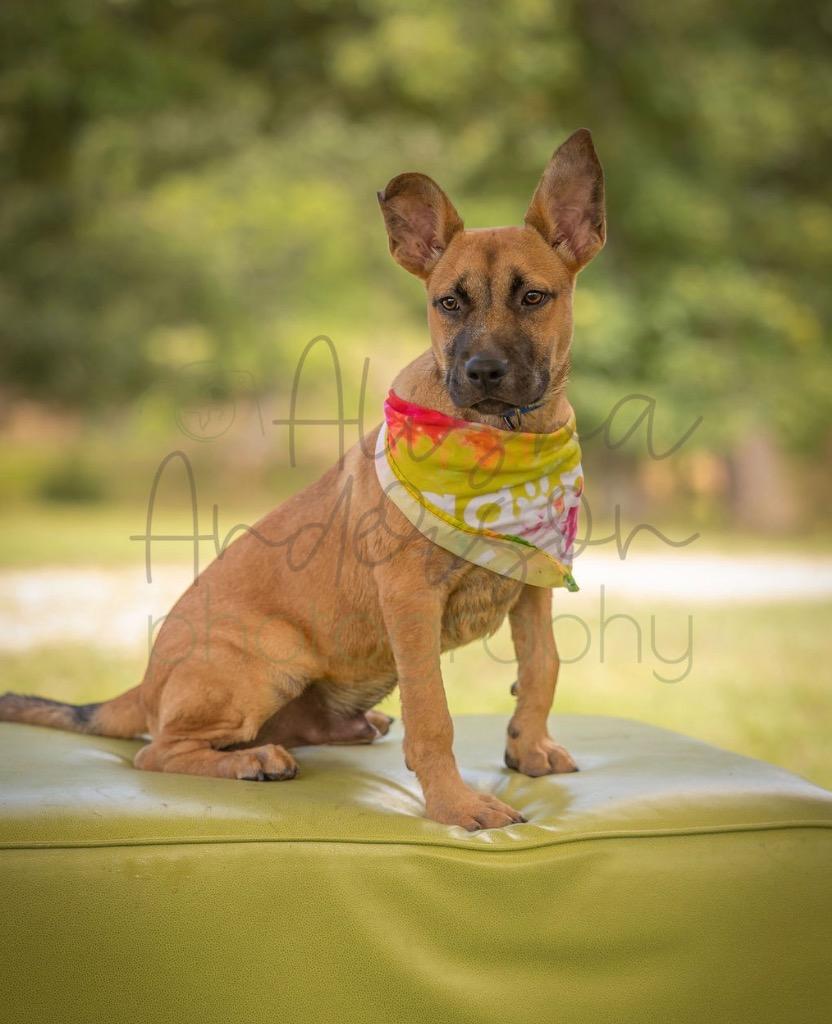 Mace, a Adoptable mixed breed in Ada, OK image 1/3