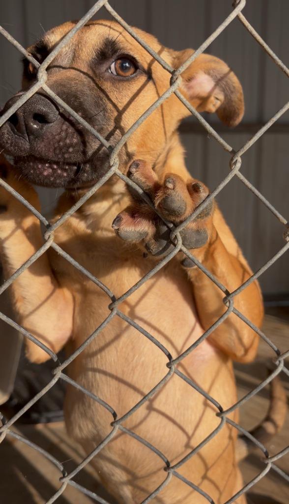 Mace, a Adoptable mixed breed in Ada, OK image 2/3