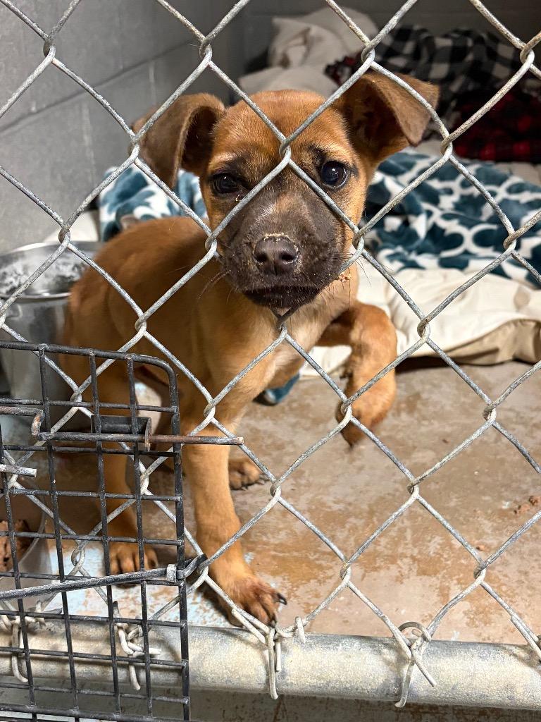 Mace, a Adoptable mixed breed in Ada, OK image 3/3