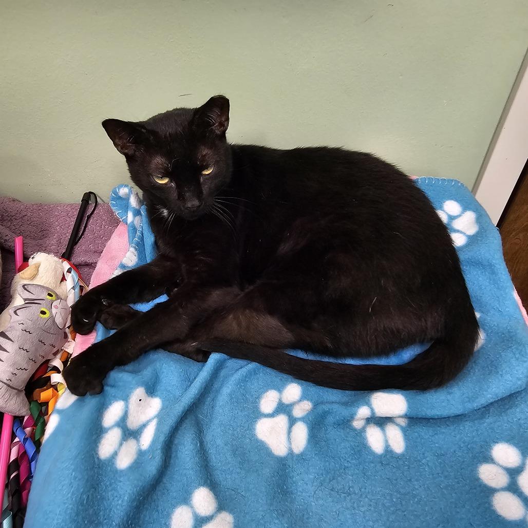 Hunter, a Adoptable Domestic Short Hair in Lauderhill, FL image 5/6