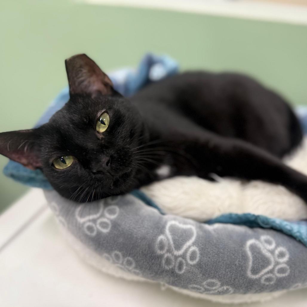 Hunter, a Adoptable Domestic Short Hair in Lauderhill, FL image 1/6
