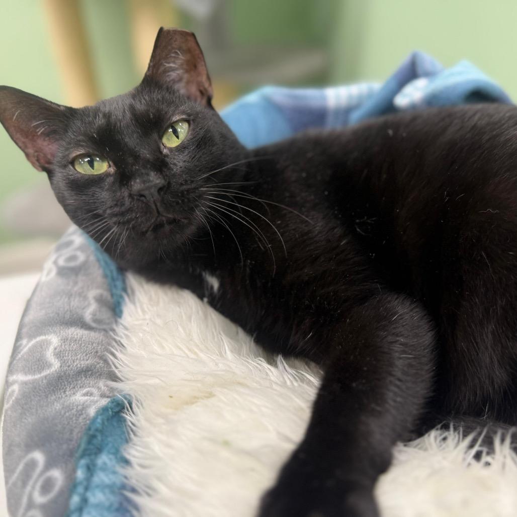 Hunter, a Adoptable Domestic Short Hair in Lauderhill, FL image 2/6
