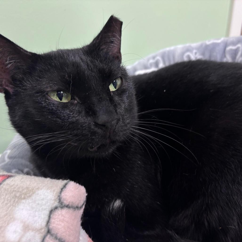 Hunter, a Adoptable Domestic Short Hair in Lauderhill, FL image 4/6