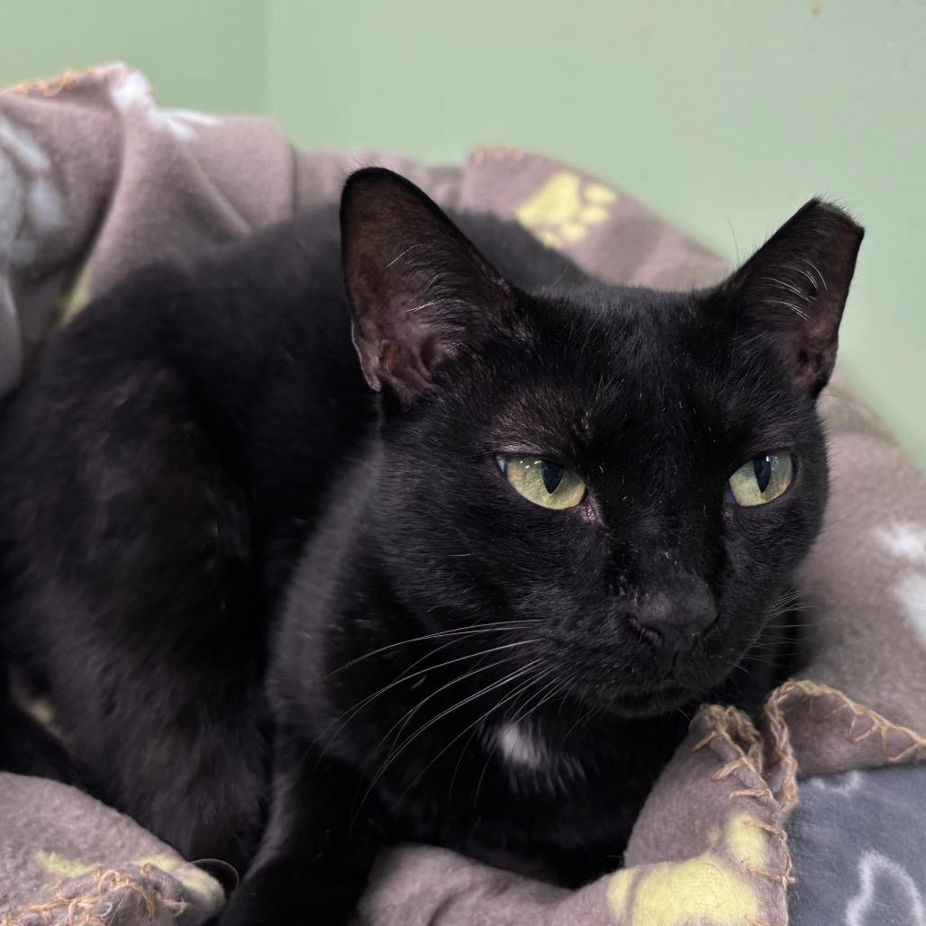 Hunter, a Adoptable Domestic Short Hair in Lauderhill, FL image 3/6