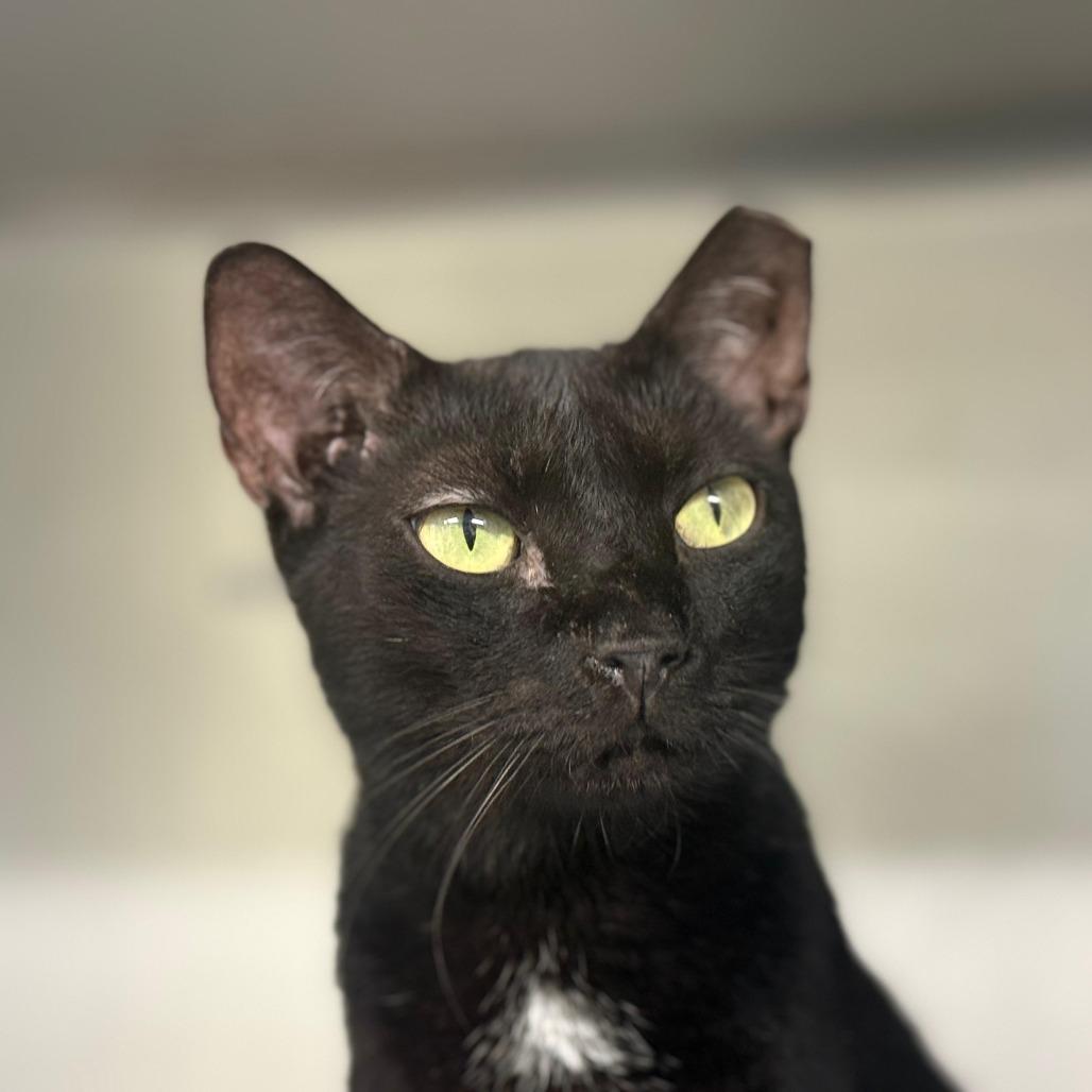 Hunter, a Adoptable Domestic Short Hair in Lauderhill, FL image 6/6
