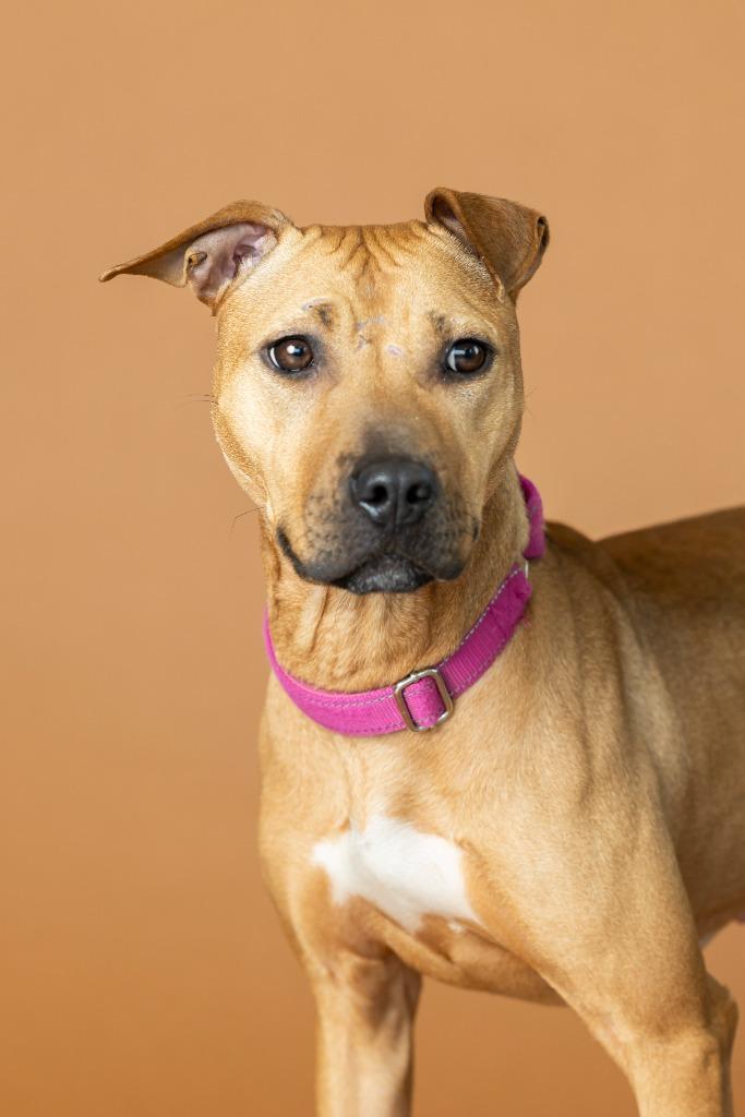 Coy, a Adoptable Mixed Breed in Dearborn, MI image 1/4