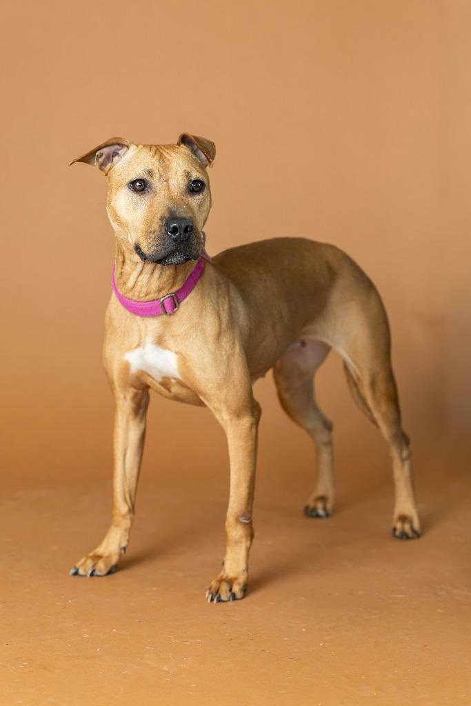 Coy, a Adoptable Mixed Breed in Dearborn, MI image 2/4