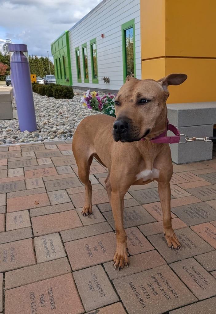 Enlarge Coy, a Adoptable Mixed Breed in Dearborn, MI image 3/4