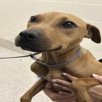 Enlarge Coy, a Adoptable Mixed Breed in Dearborn, MI image 4/4