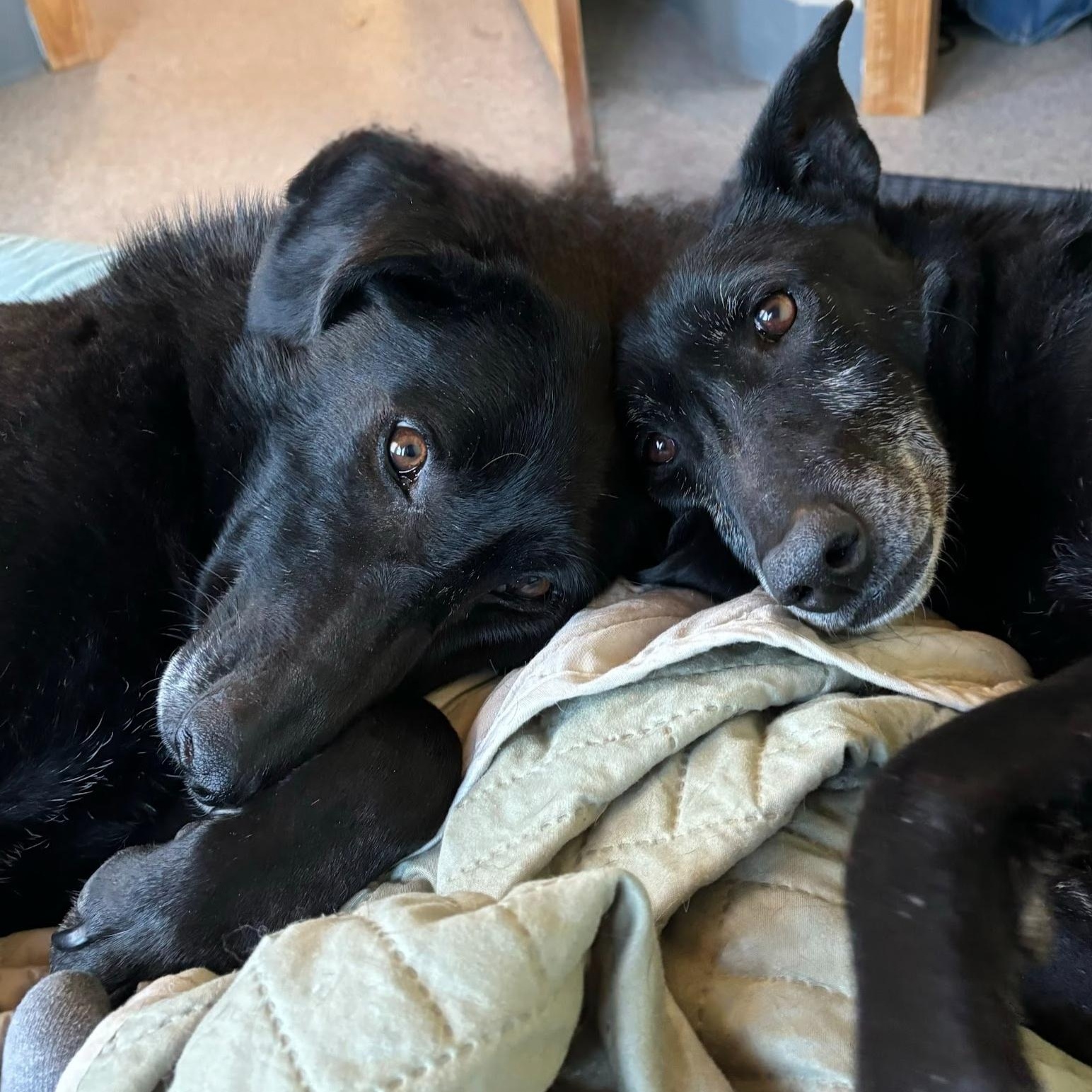 Tala And Sunbul thumbnail 2