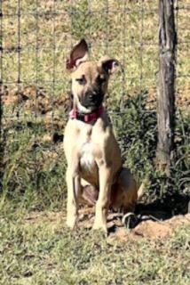 Enlarge Faith, an adopted mixed breed in Weatherford, TX image 3/6