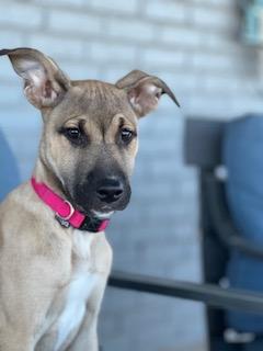 Faith, adopted, Puppy Female Black Mouth Cur & German Shepherd Dog.