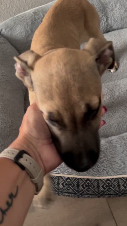 Enlarge Faith, an adopted mixed breed in Weatherford, TX video 6/6