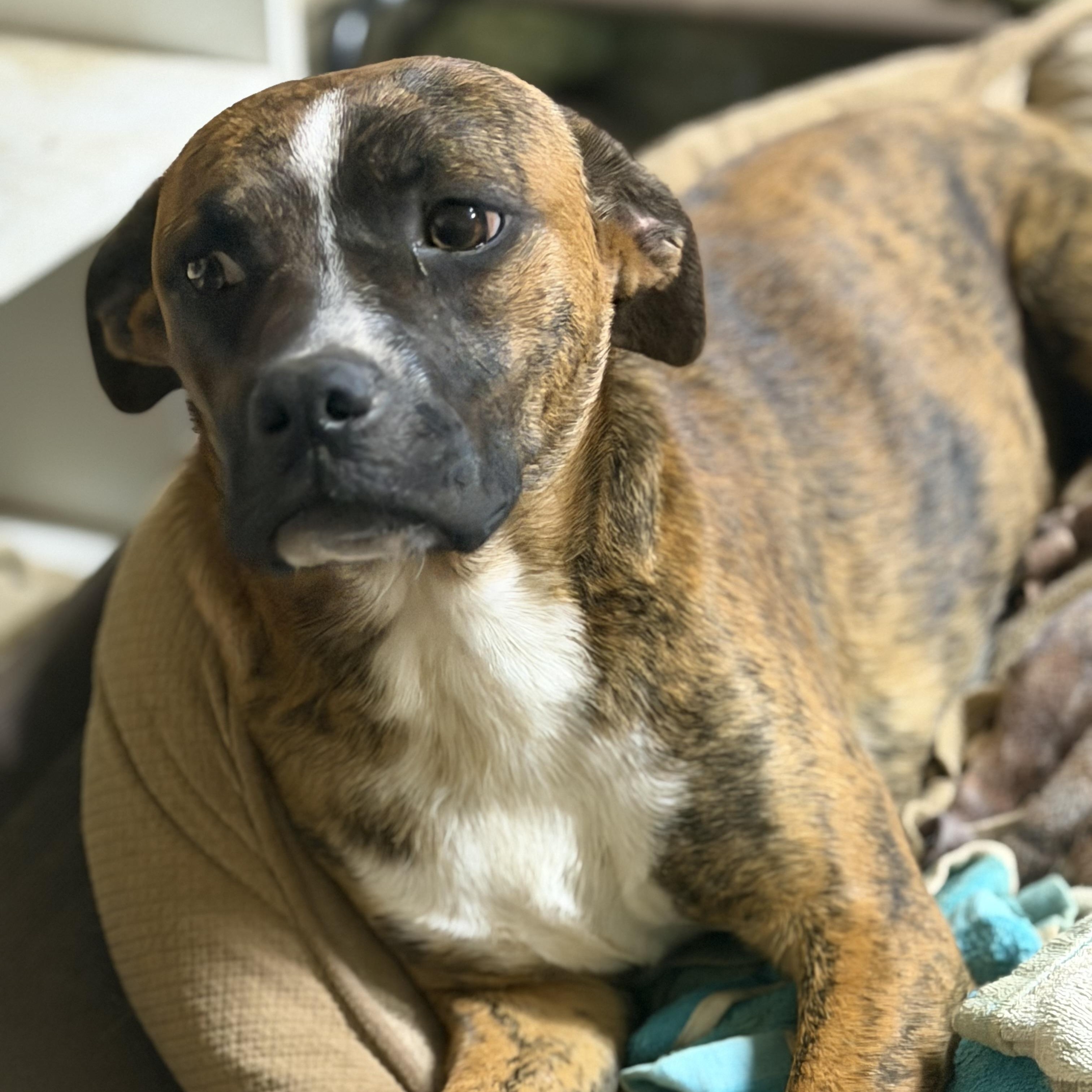 Enlarge odin (200.00 adoption fee), a Adoptable mixed breed in Bloomington, IL image 5/6