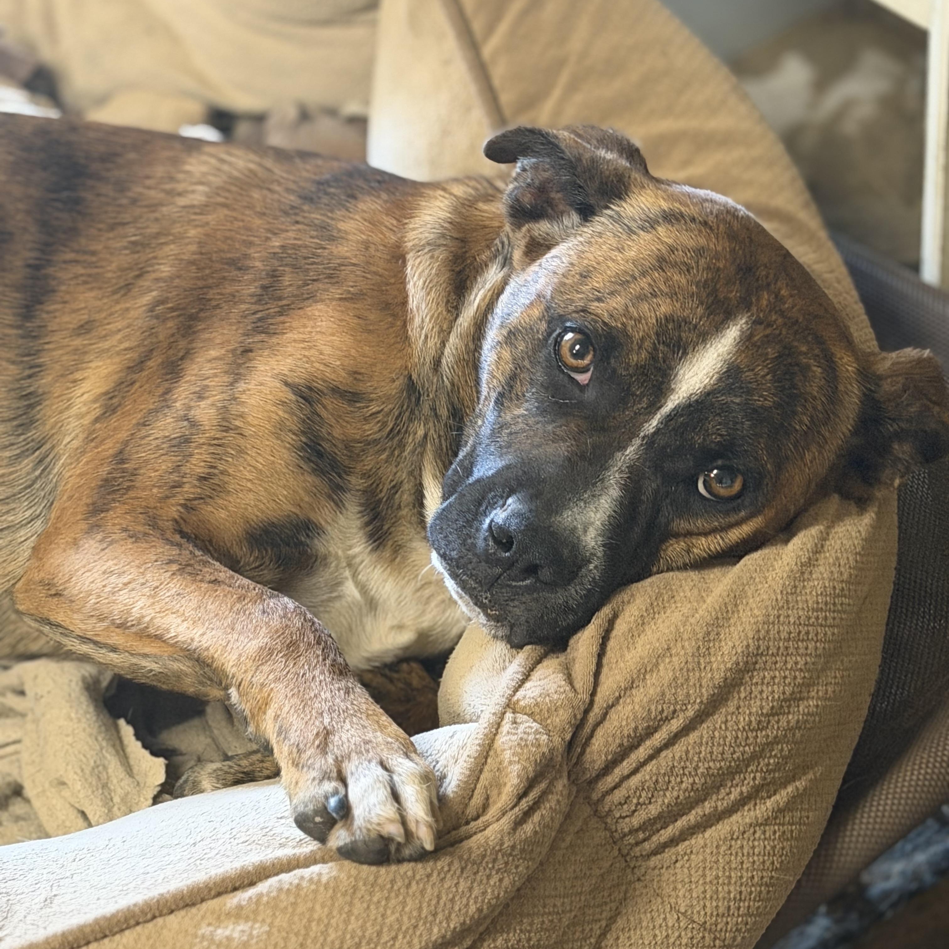 Enlarge odin (200.00 adoption fee), a Adoptable mixed breed in Bloomington, IL image 1/6