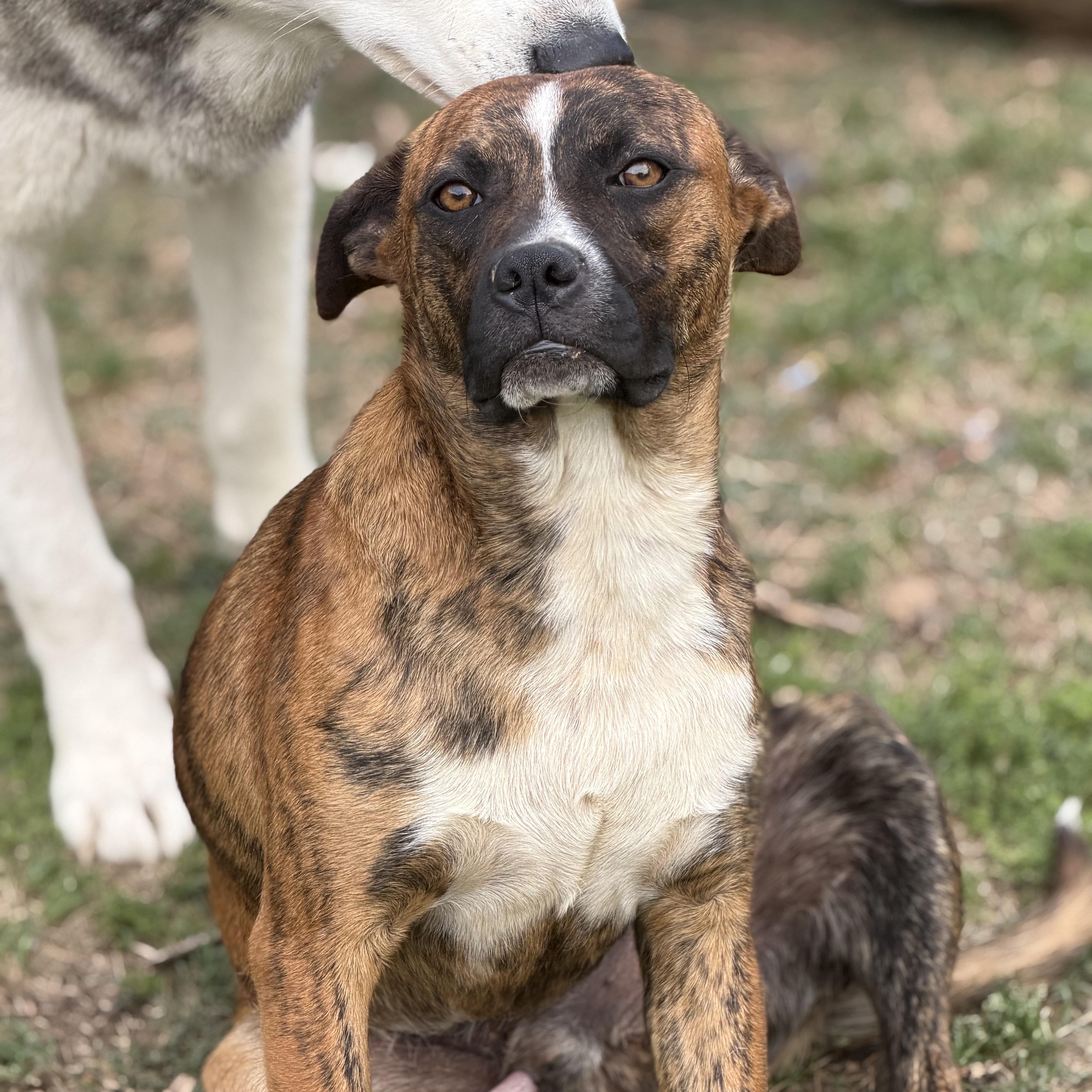 Enlarge odin (200.00 adoption fee), a Adoptable mixed breed in Bloomington, IL image 3/6
