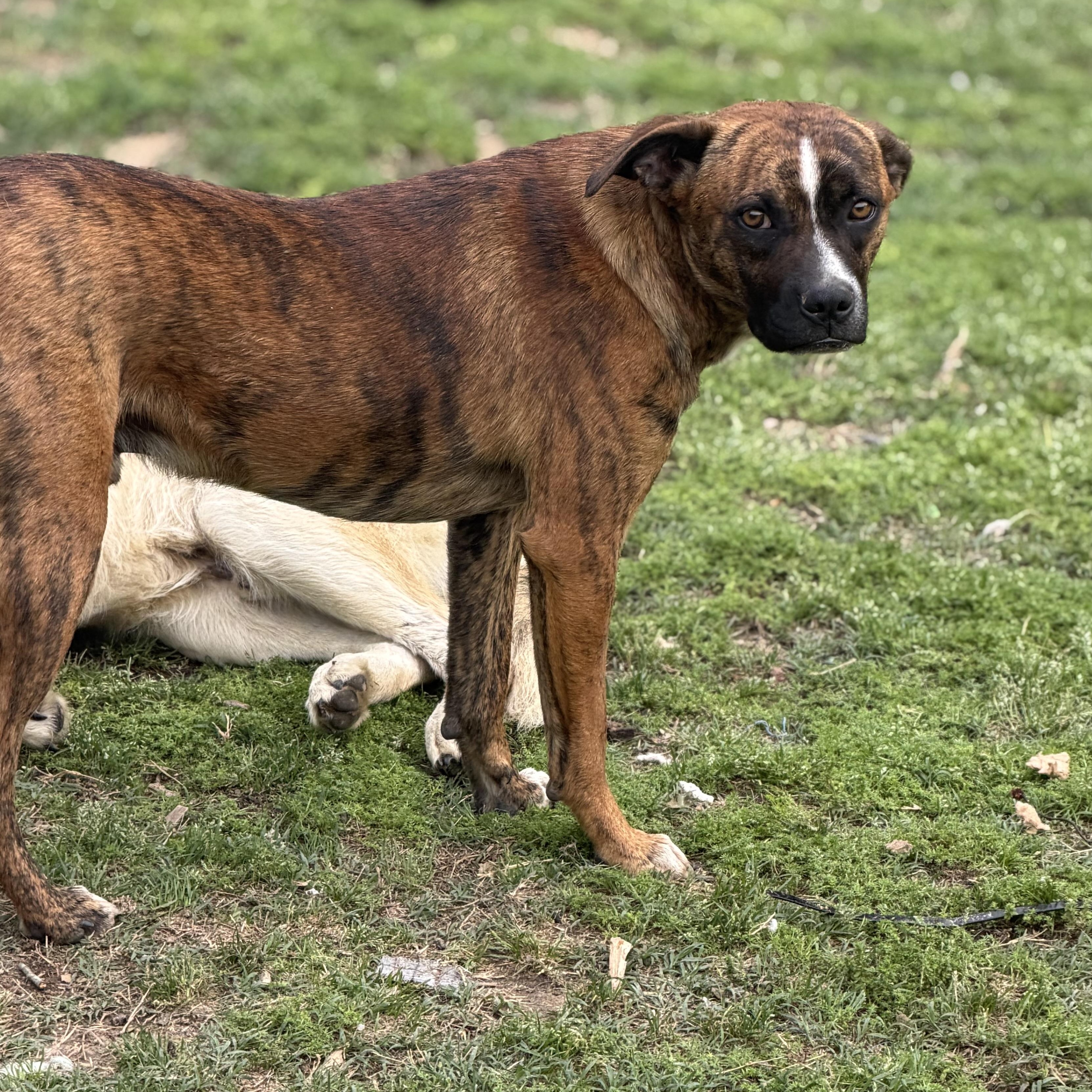 Enlarge odin (200.00 adoption fee), a Adoptable mixed breed in Bloomington, IL image 4/6