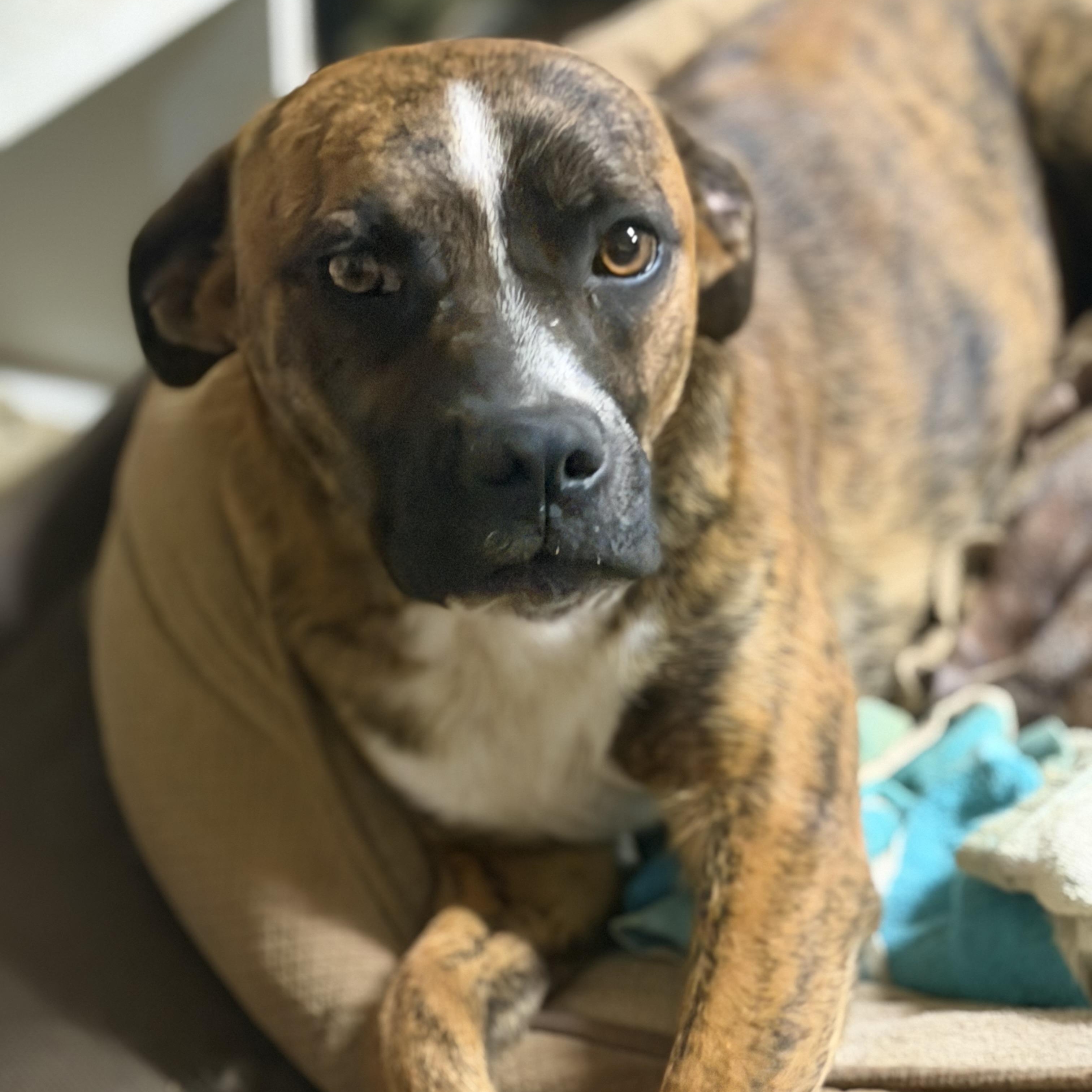 Enlarge odin (200.00 adoption fee), a Adoptable mixed breed in Bloomington, IL image 6/6