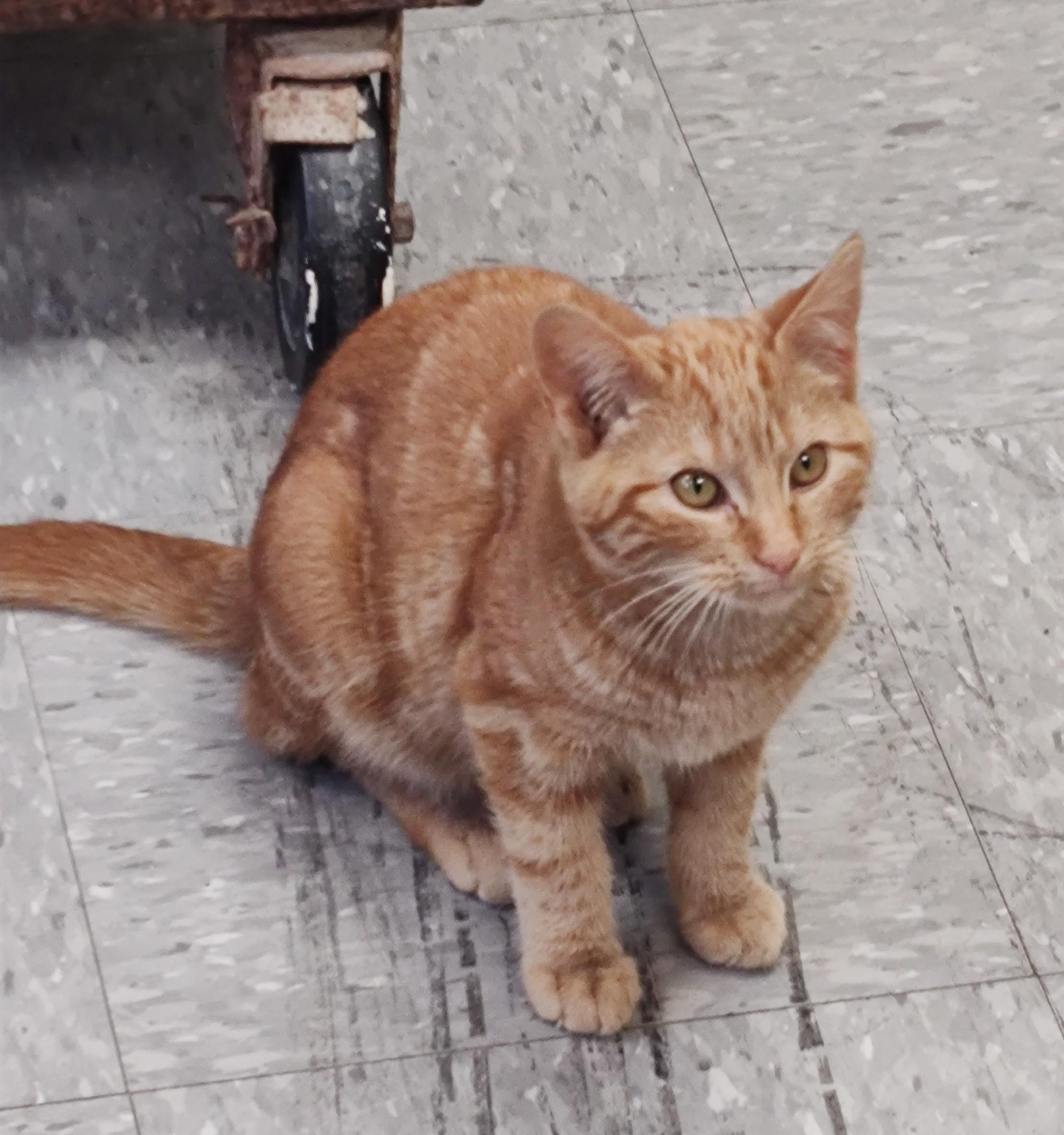 Enlarge Chestnut, a ADOPTABLE Domestic Short Hair in Newburgh, NY image 1/1