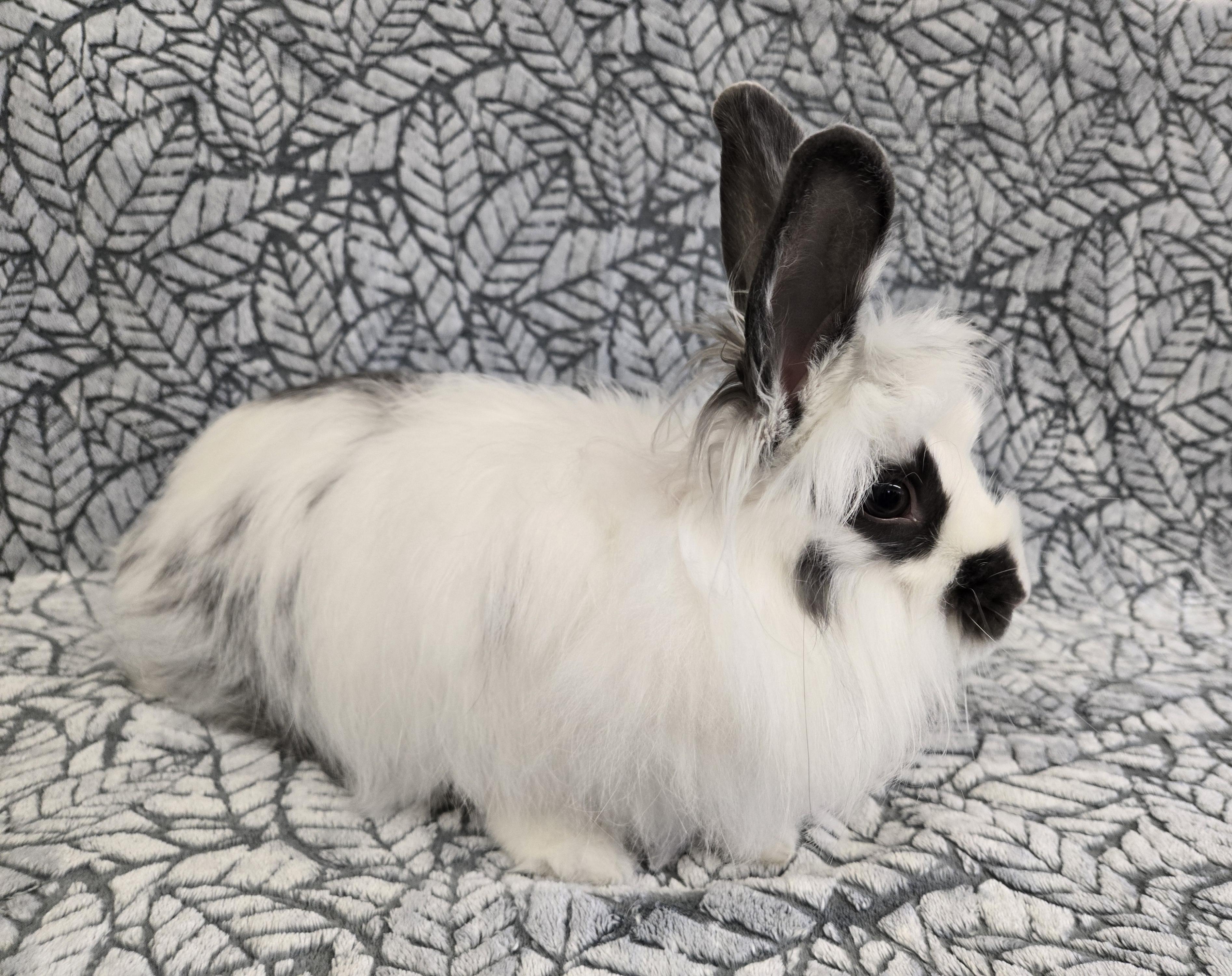 Bianca, a Adoptable mixed breed in Deerfield, WI image 2/3