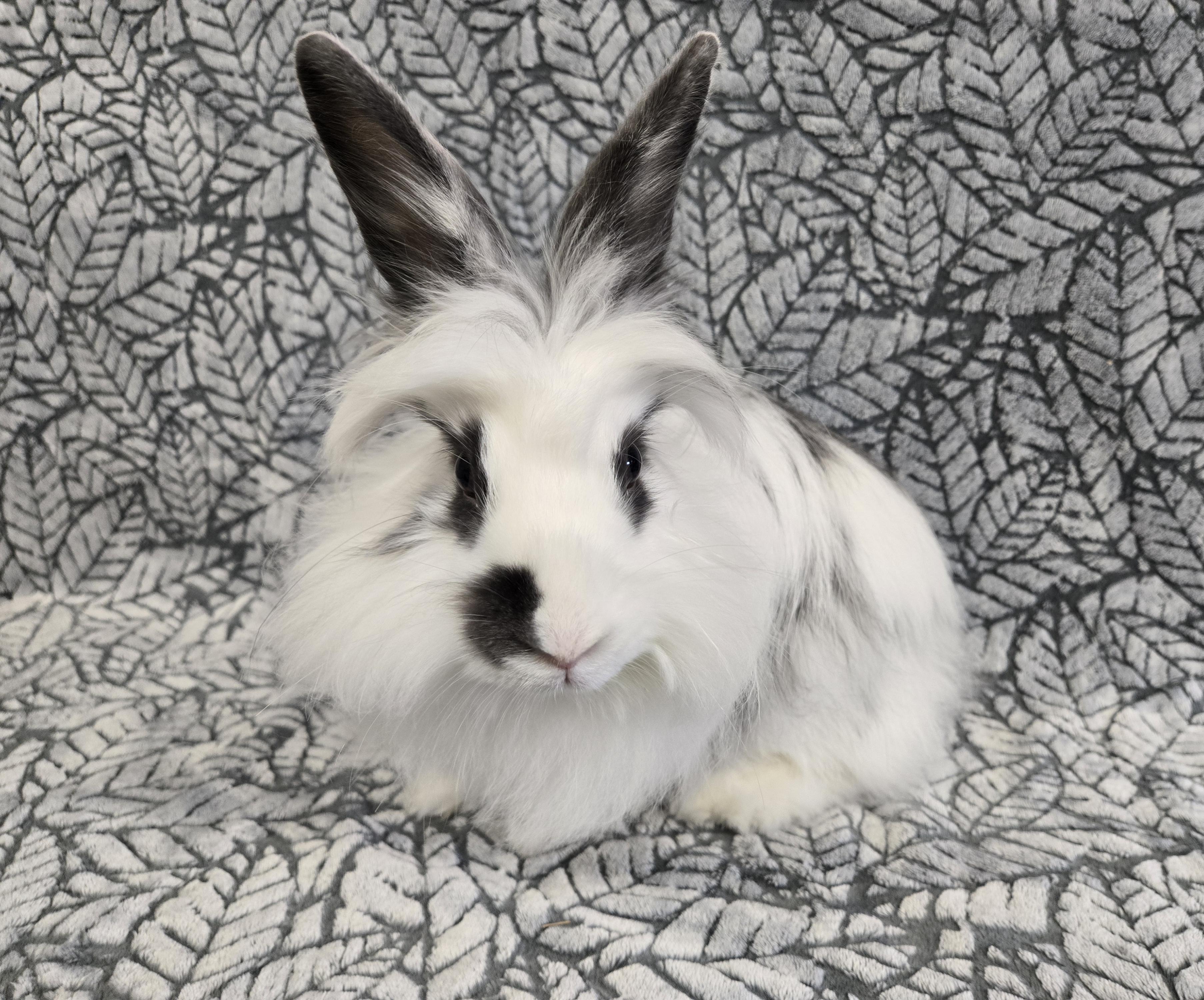 Bianca, a Adoptable mixed breed in Deerfield, WI image 1/3